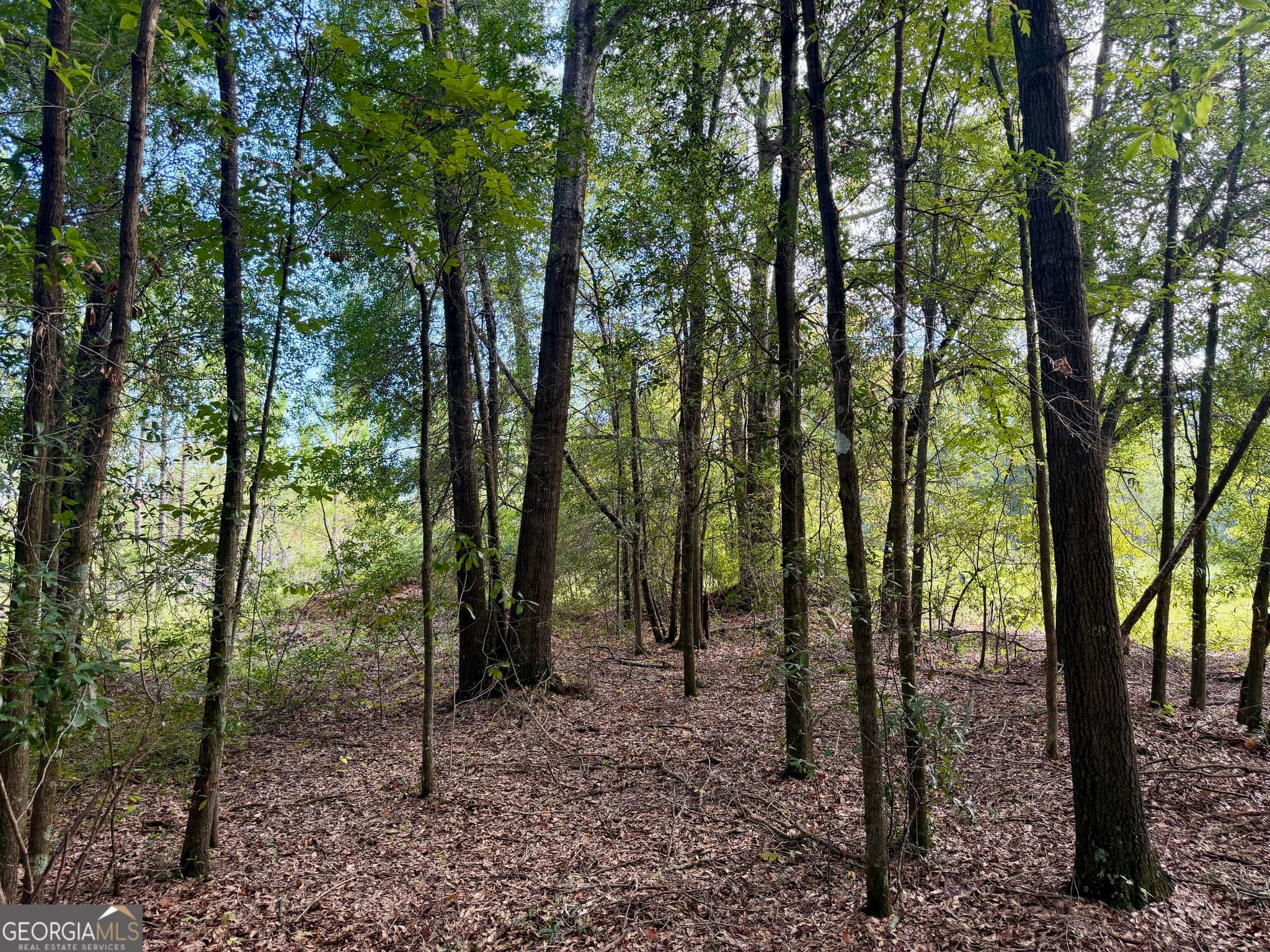 agriculture for sale at 0 Carol Drive, Hawkinsville, GA 31036 — photo 6