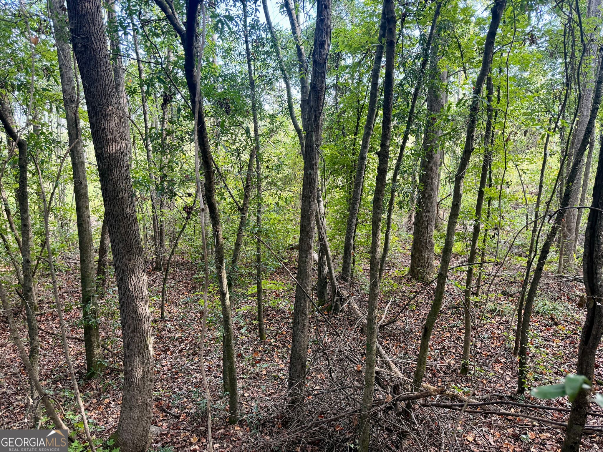 agriculture for sale at 0 Carol Drive, Hawkinsville, GA 31036 — photo 8