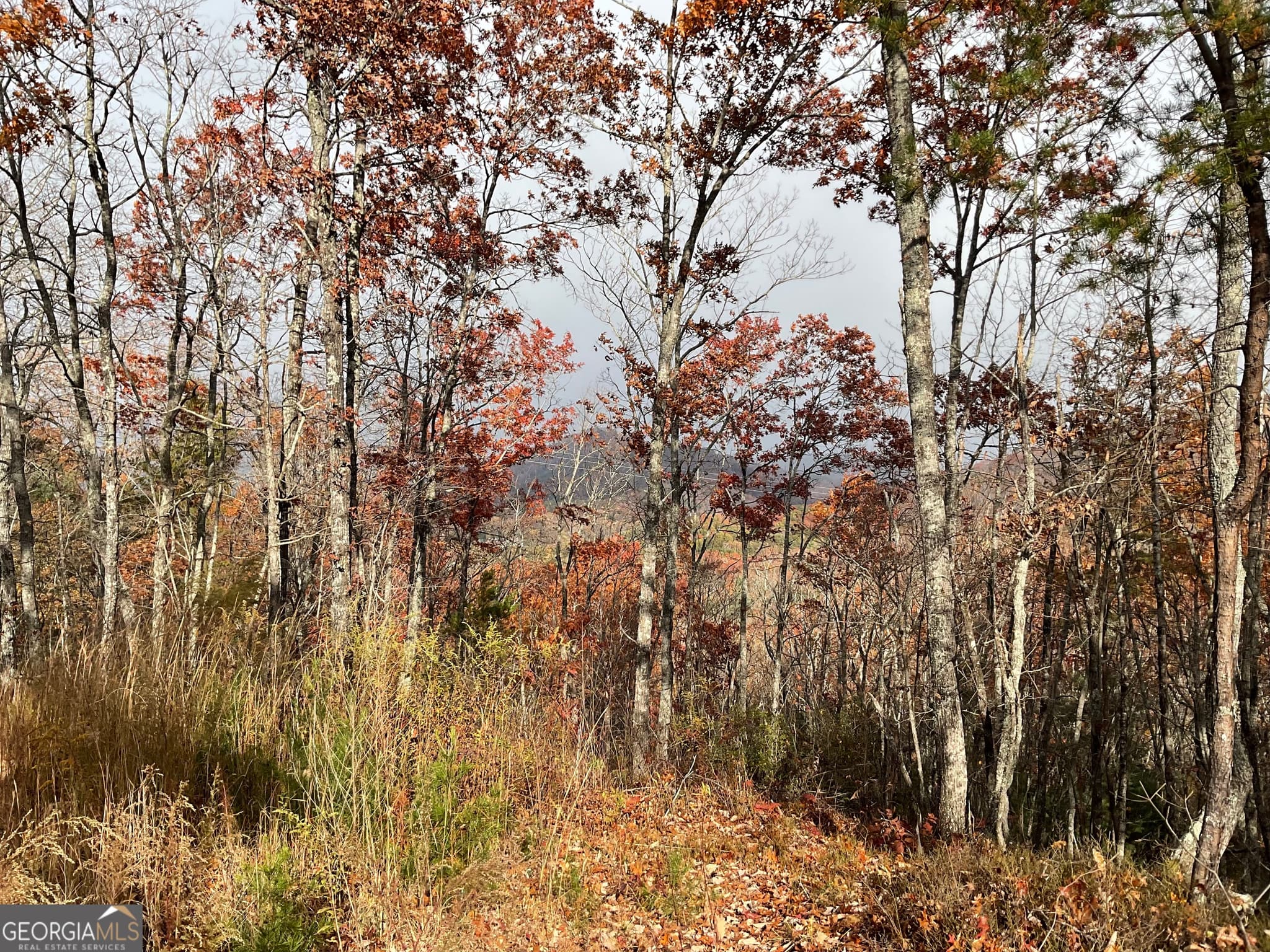 agriculture for sale at 0 Lynn Drive, Clayton, GA 30525 — photo 10