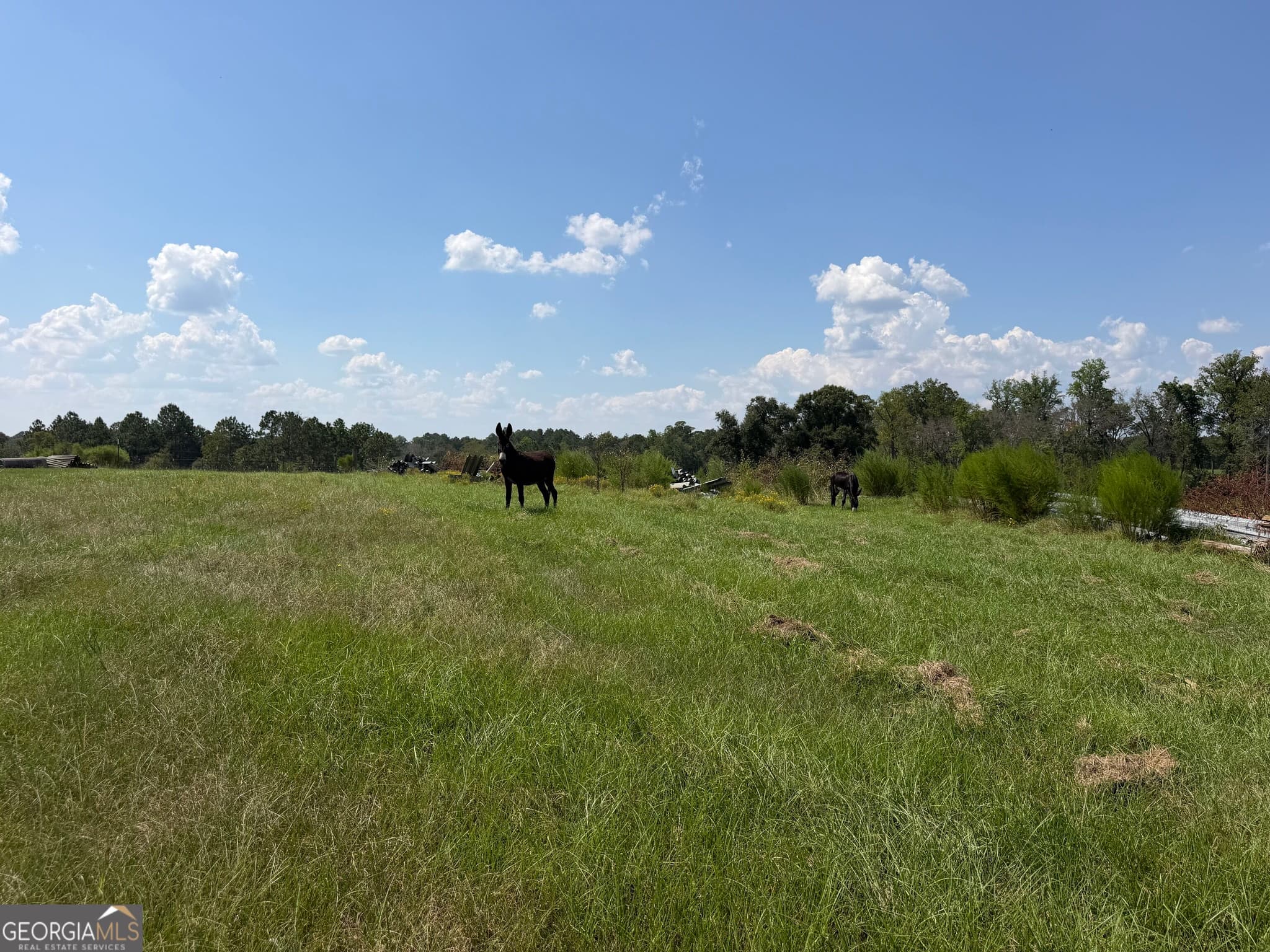 agriculture for sale at 23.03 ACRES Carters Bridge Road, Claxton, GA 30417 — photo 7