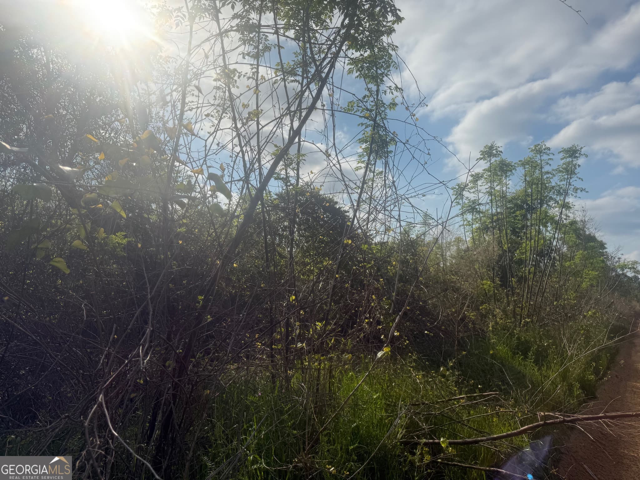 unimproved land for sale at 0 Ed Varnadoe Road, Lumber City, GA 31549 — photo 4