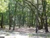 residential lot for sale at 239 River Moss Road, Reidsville, GA 30453 — photo 1 of 5