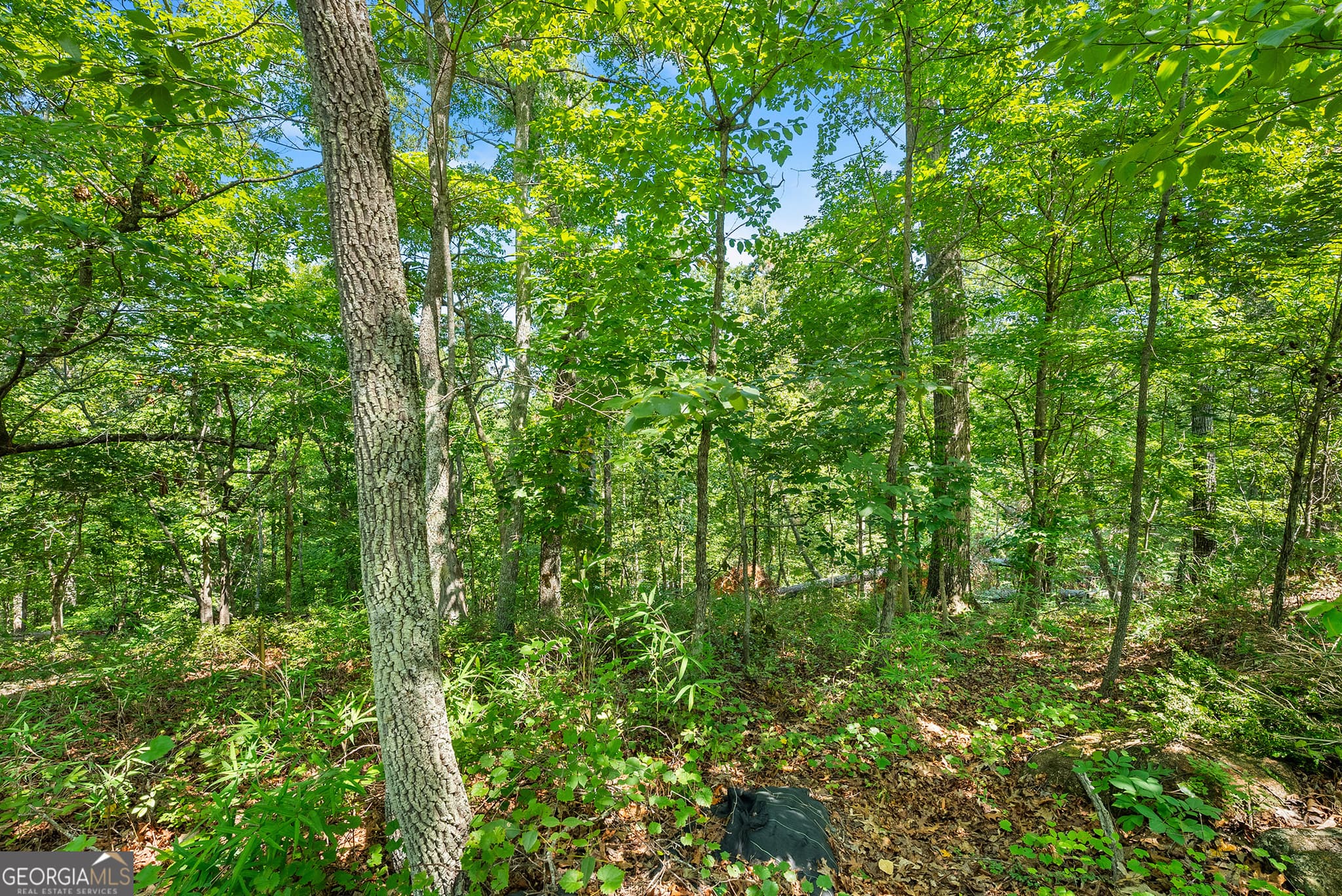 residential lot for sale at 0 Flat Rock Point, Dahlonega, GA 30533 — photo 9