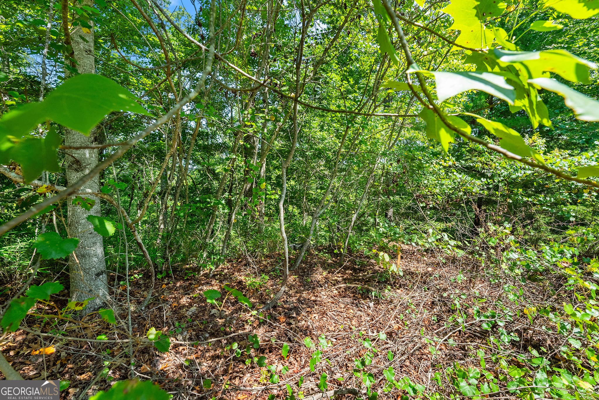 residential lot for sale at 0 Flat Rock Point, Dahlonega, GA 30533 — photo 8