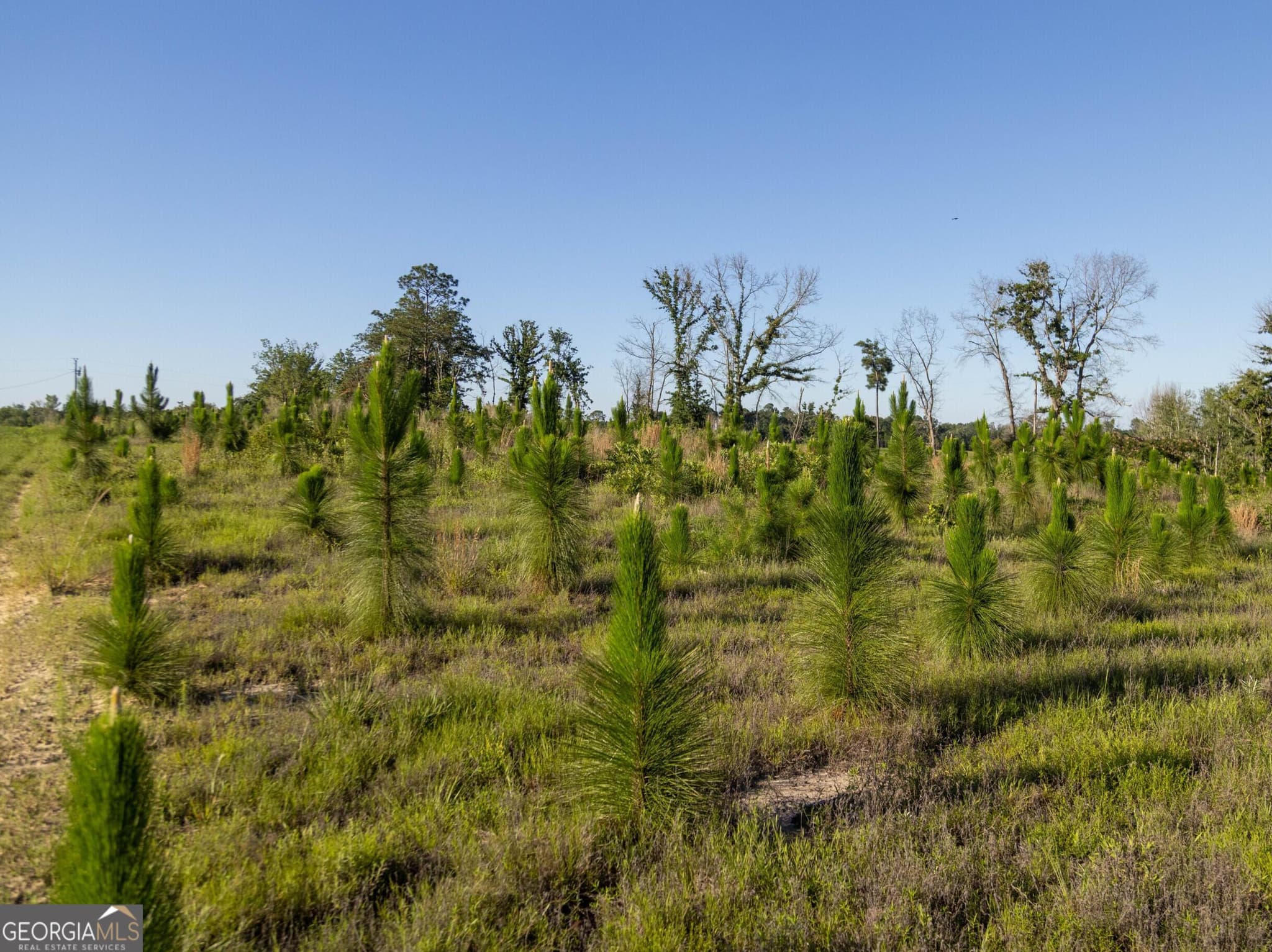 agriculture for sale at 005 Beulah Road TRACT 5, Sylvania, GA 30467 — photo 6