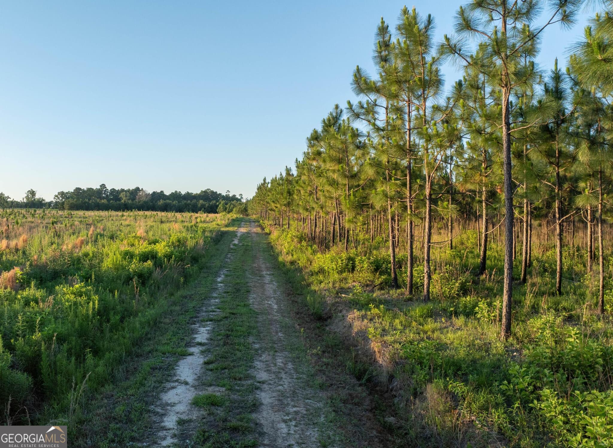 agriculture for sale at 005 Beulah Road TRACT 5, Sylvania, GA 30467 — photo 5