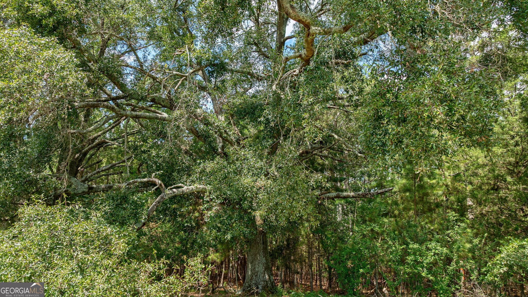 estate lot for sale at 0 Middlebrooks Road, Watkinsville, GA 30677 — photo 3