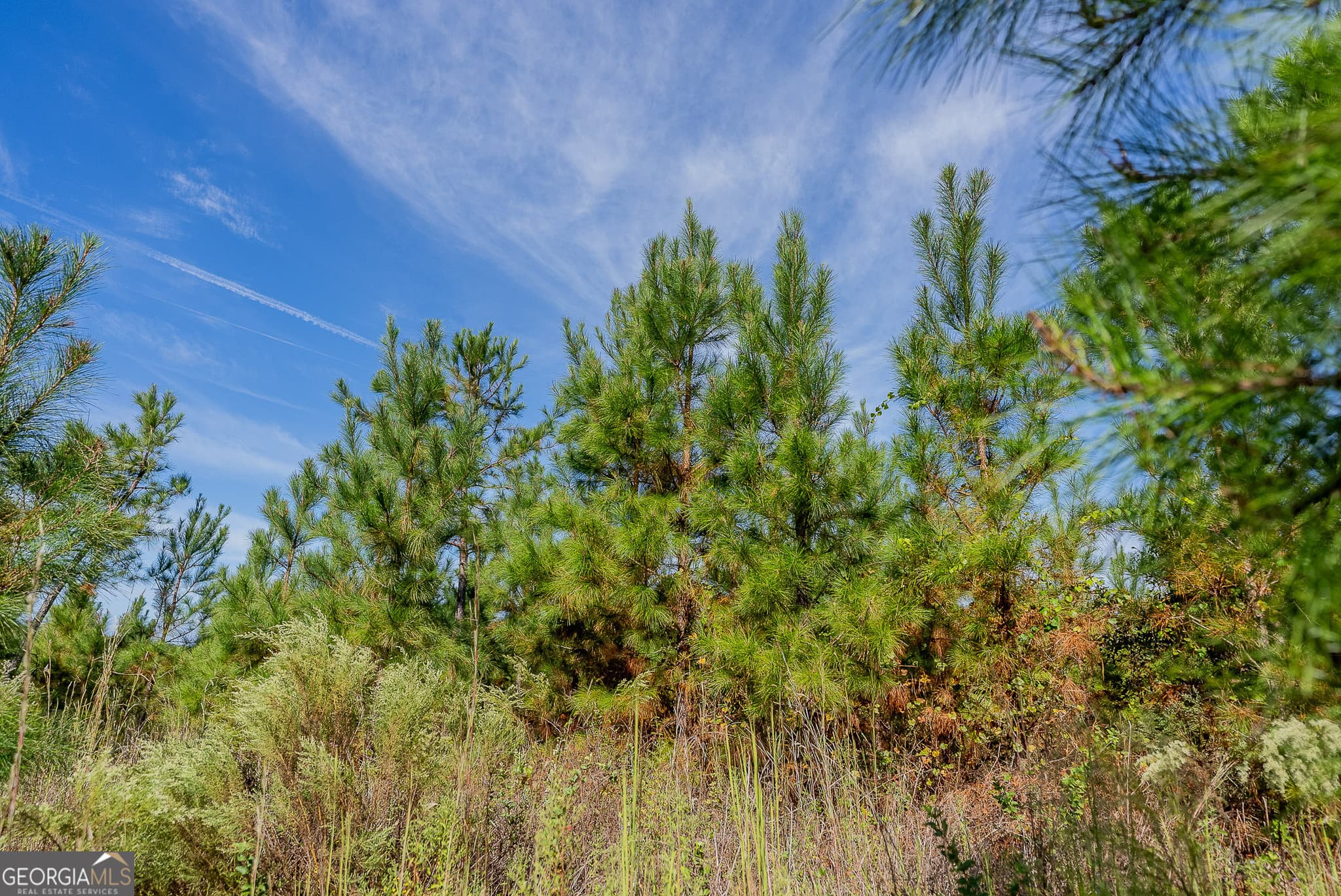agriculture for sale at TRACT 7 Kinnett Road, Jacksonville, GA 31544 — photo 9