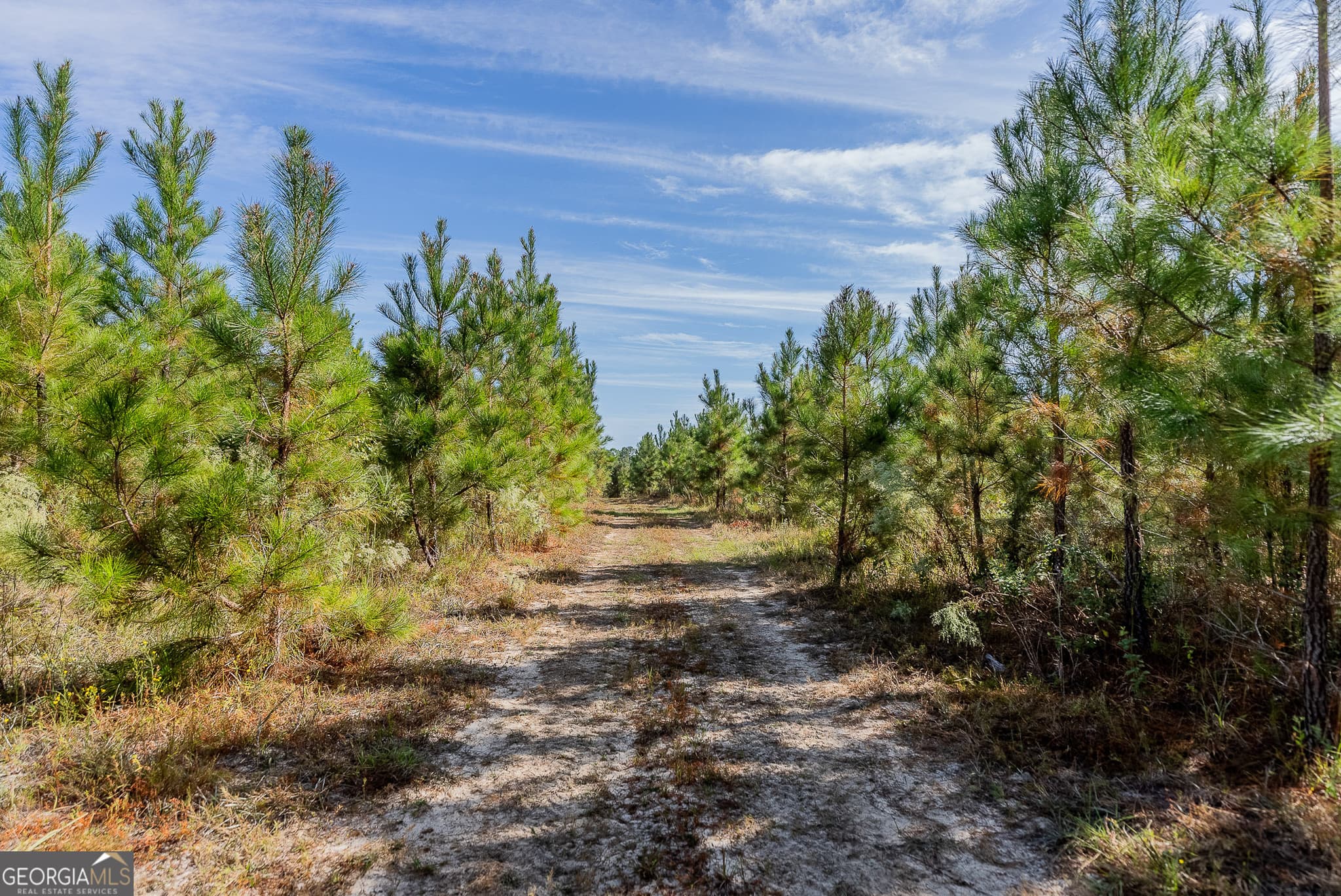 agriculture for sale at TRACT 7 Kinnett Road, Jacksonville, GA 31544 — photo 8