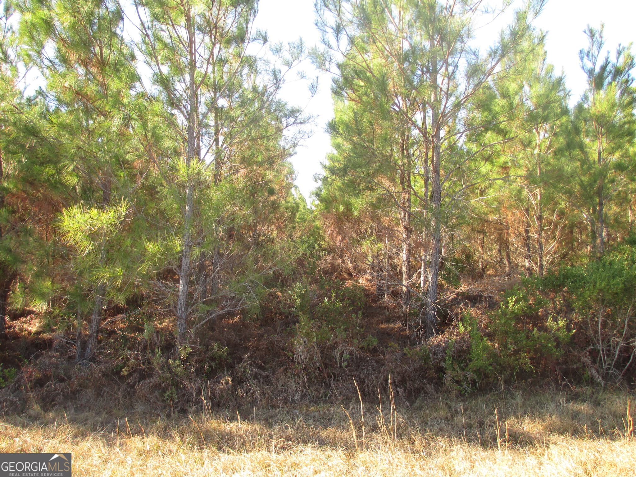 agriculture for sale at 0088 003A Pine Level Church Road, Hazlehurst, GA 31539 — photo 7