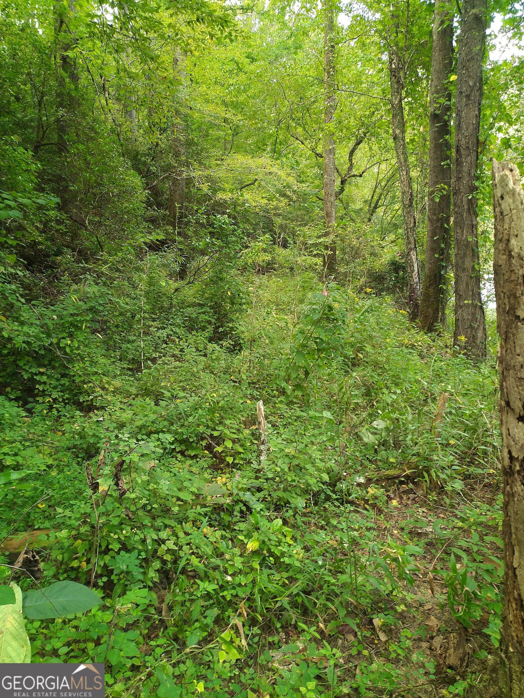 residential lot for sale at 0 Marie LOT 1800, Talking Rock, GA 30175 — photo 1 of 8