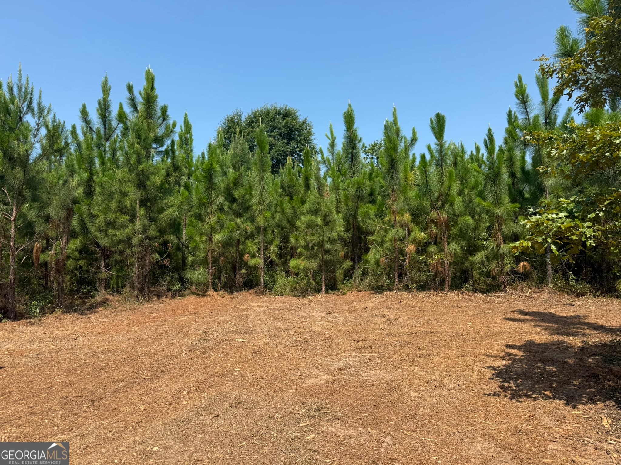 agriculture for sale at 002 Barge Road, Lumpkin, GA 31815 — photo 6