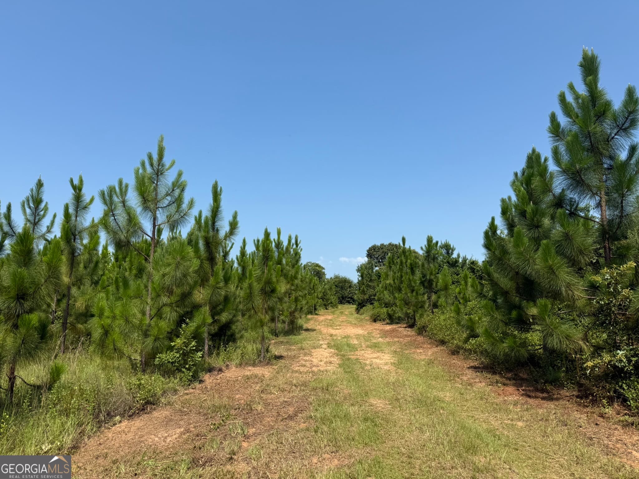 agriculture for sale at 002 Barge Road, Lumpkin, GA 31815 — photo 3