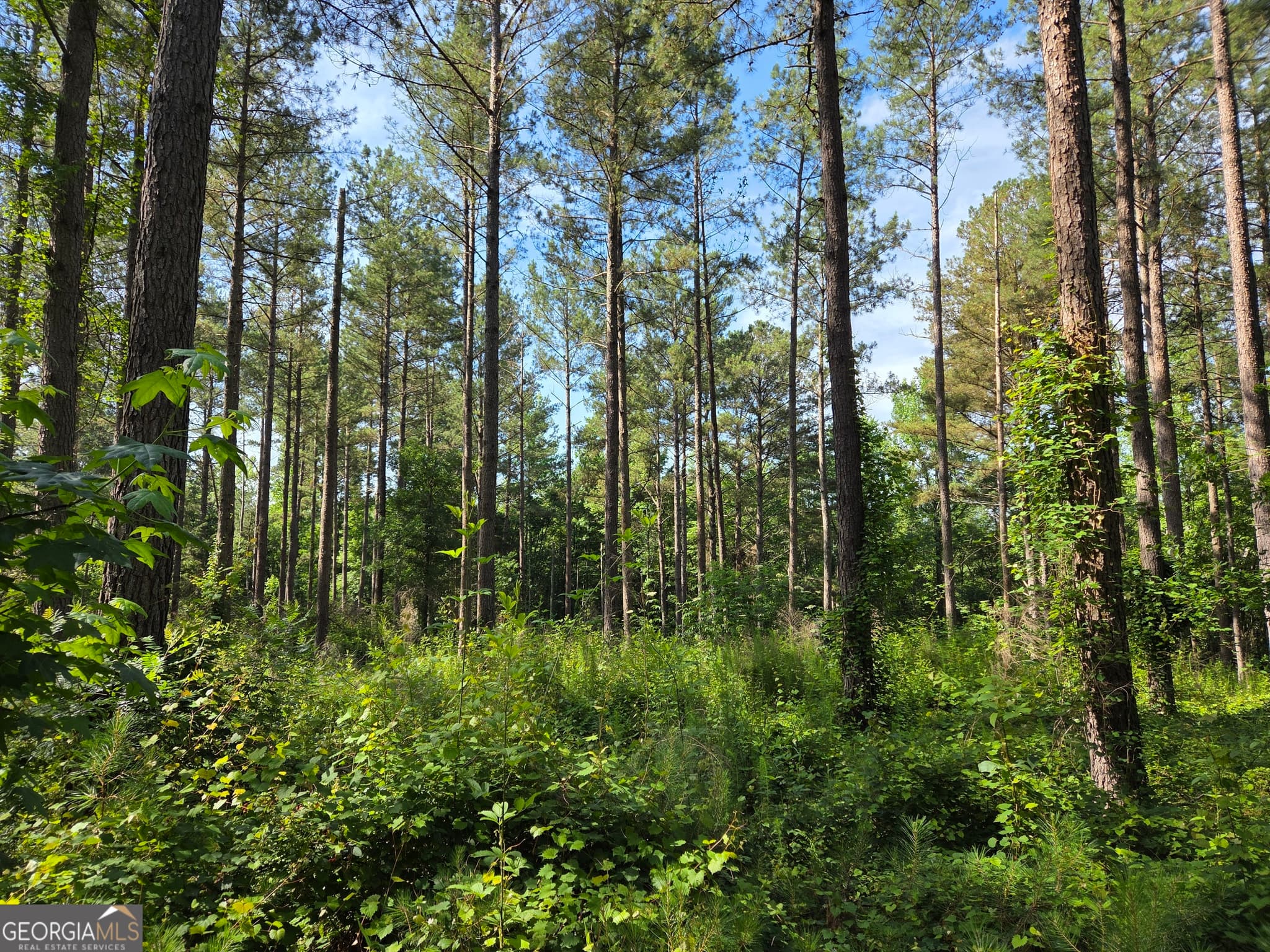 unimproved land for sale at 0 PERKINS ROAD Perkins Road, Barnesville, GA 30204 — photo 4