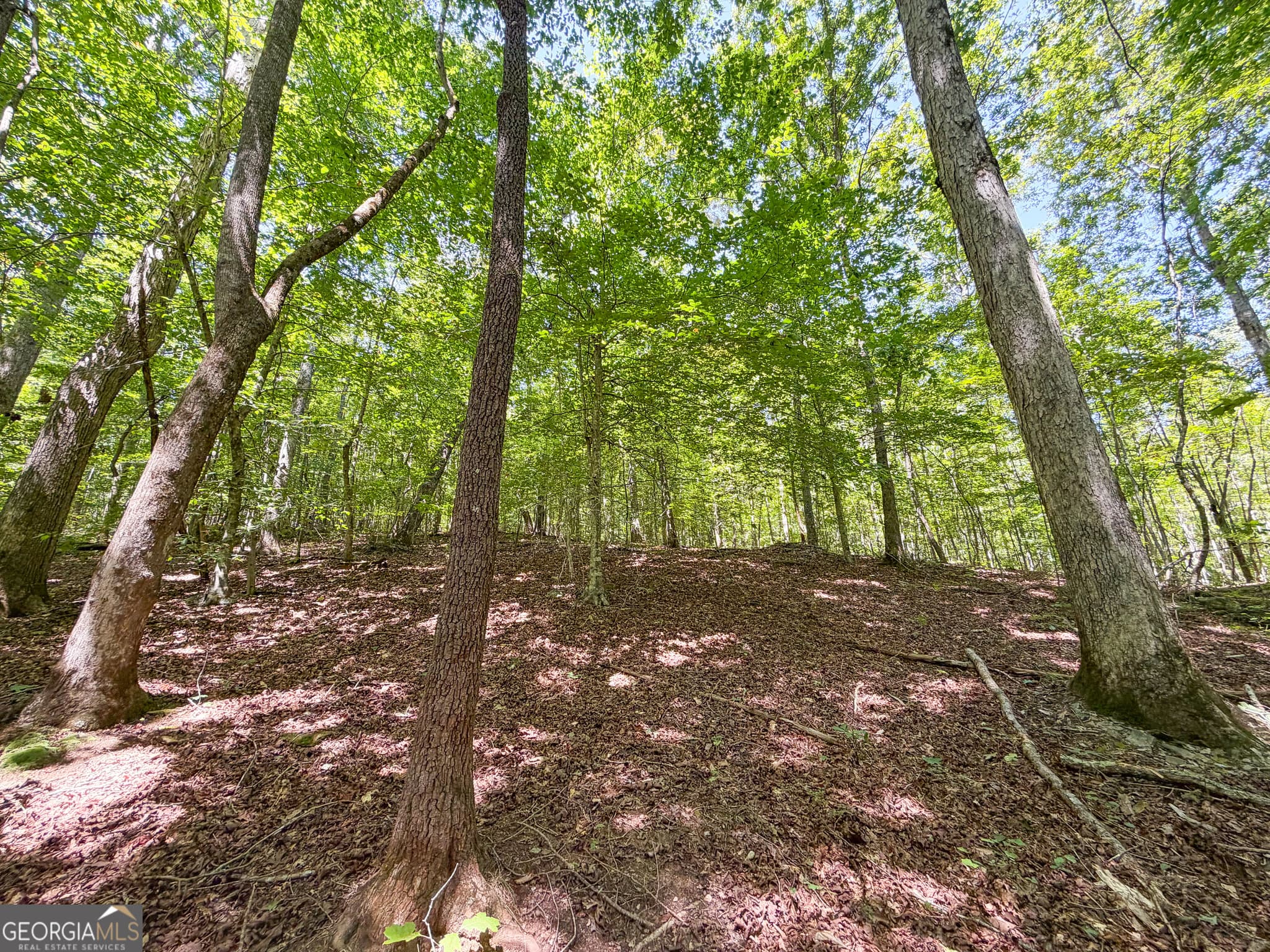 agriculture for sale at 140 +/- Acres on GA Hwy 100, Buchanan, GA 30113 — photo 9