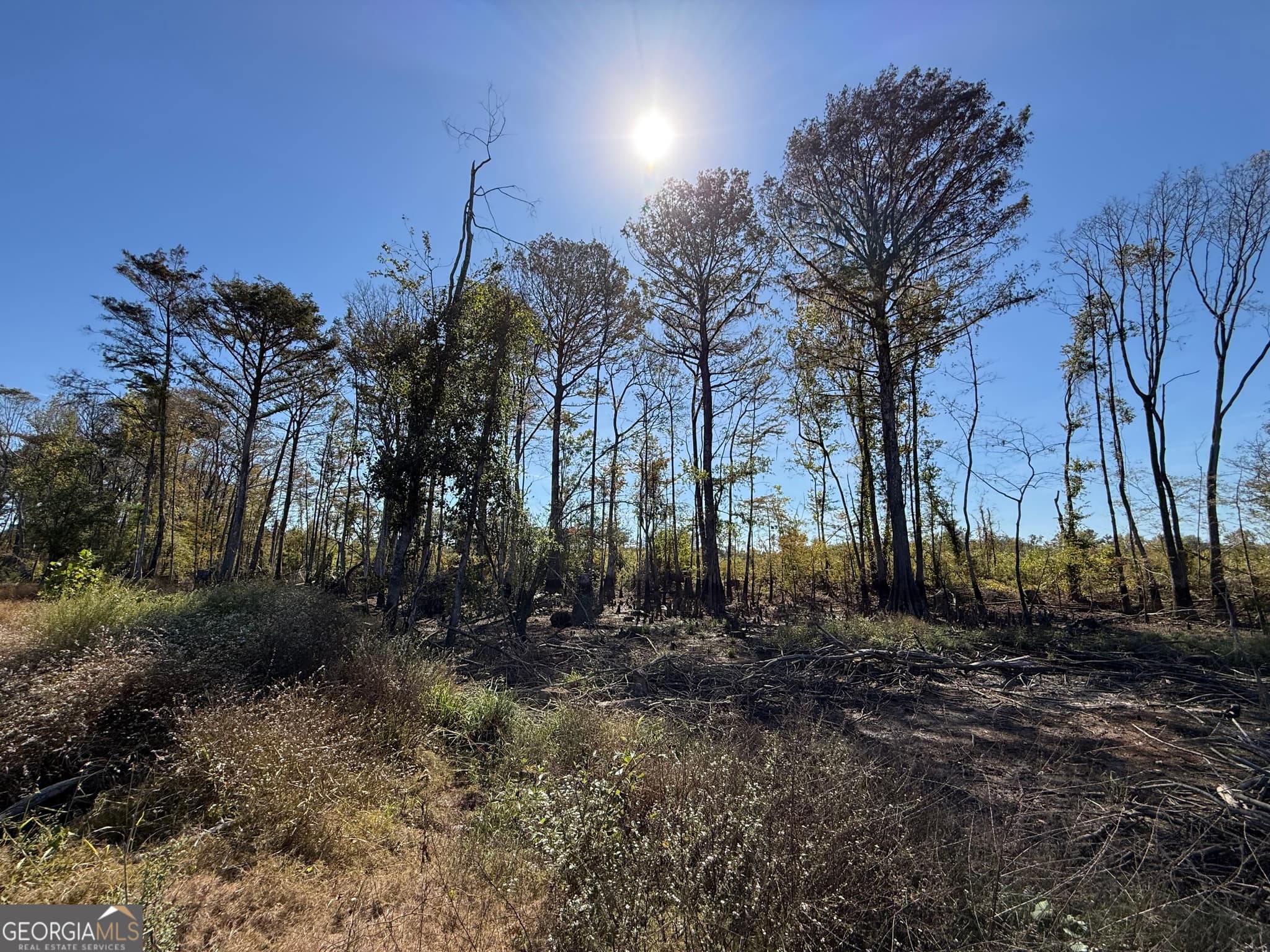 agriculture for sale at 0 Newington Hwy, Sylvania, GA 30467 — photo 6