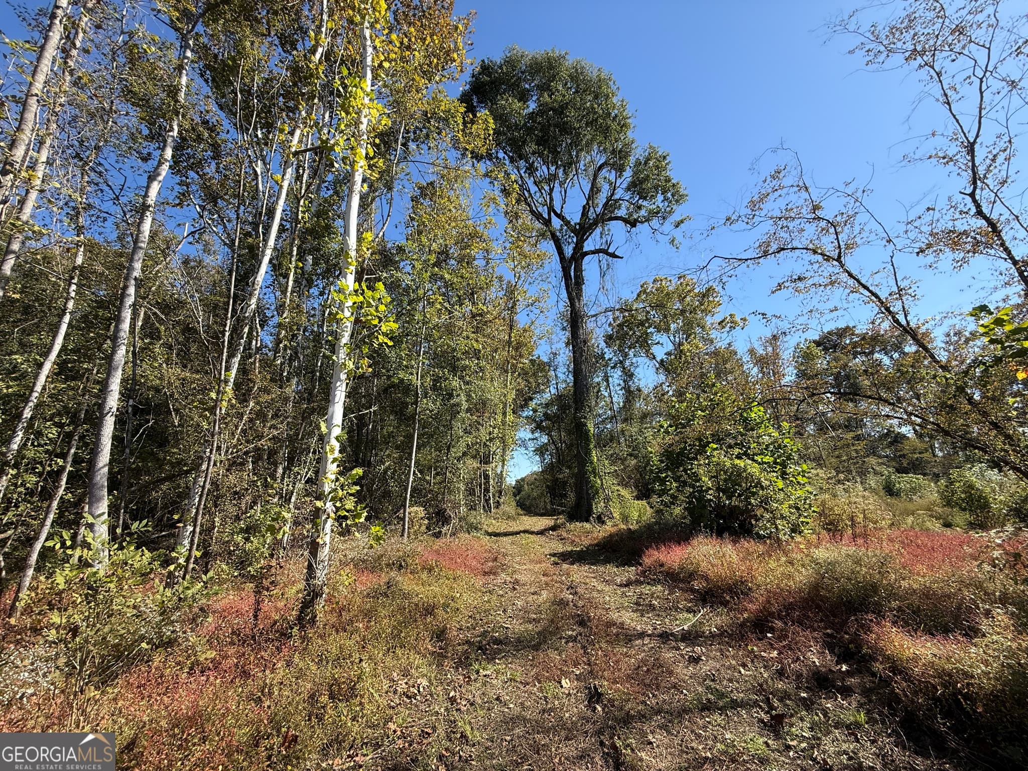agriculture for sale at 0 Newington Hwy, Sylvania, GA 30467 — photo 5