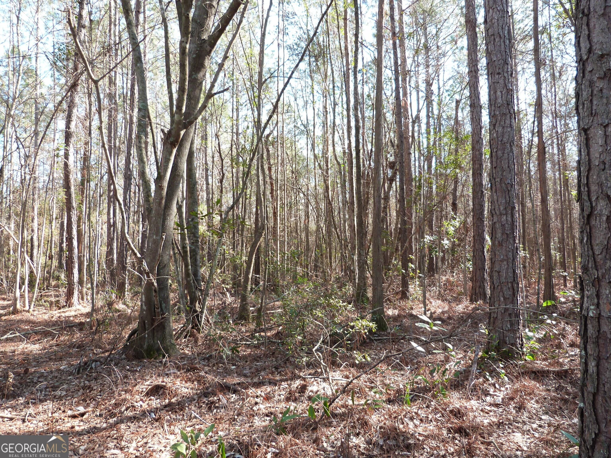 unimproved land for sale at 0 Highway 119 North, Ellabell, GA 31308 — photo 2