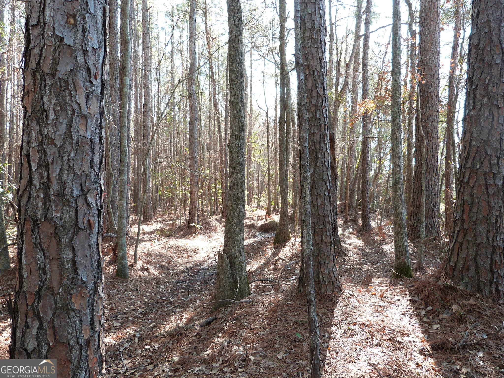unimproved land for sale at 0 Highway 119 North, Ellabell, GA 31308