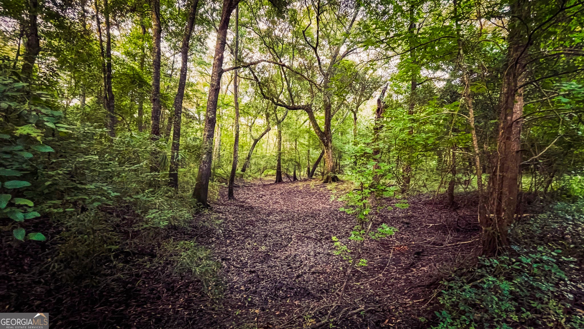 unimproved land for sale at 0 River Ridge Road, Reidsville, GA 30453 — photo 6