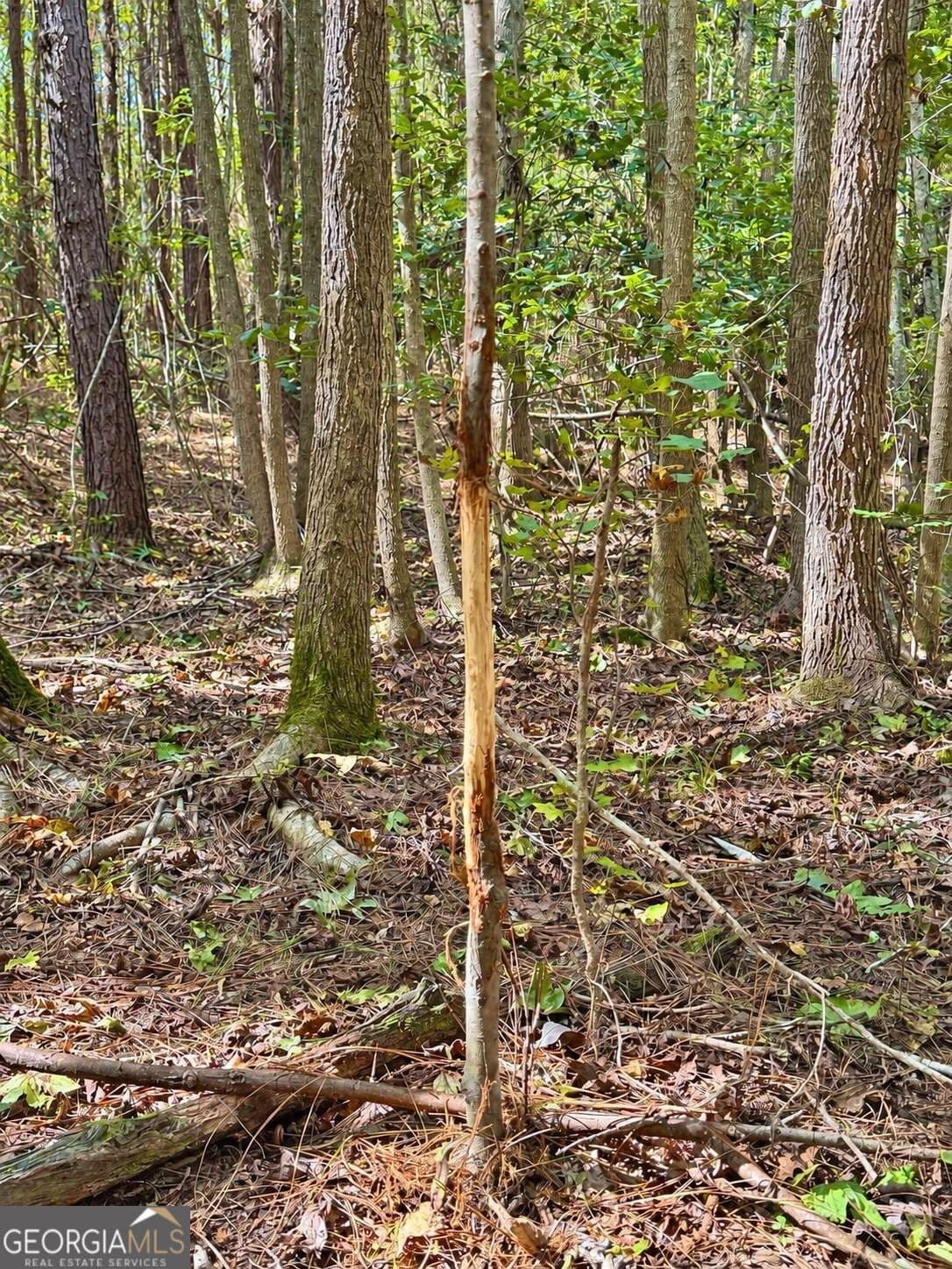 unimproved land for sale at 475 Holloway-Ray Road, Mcintyre, GA 31054 — photo 4