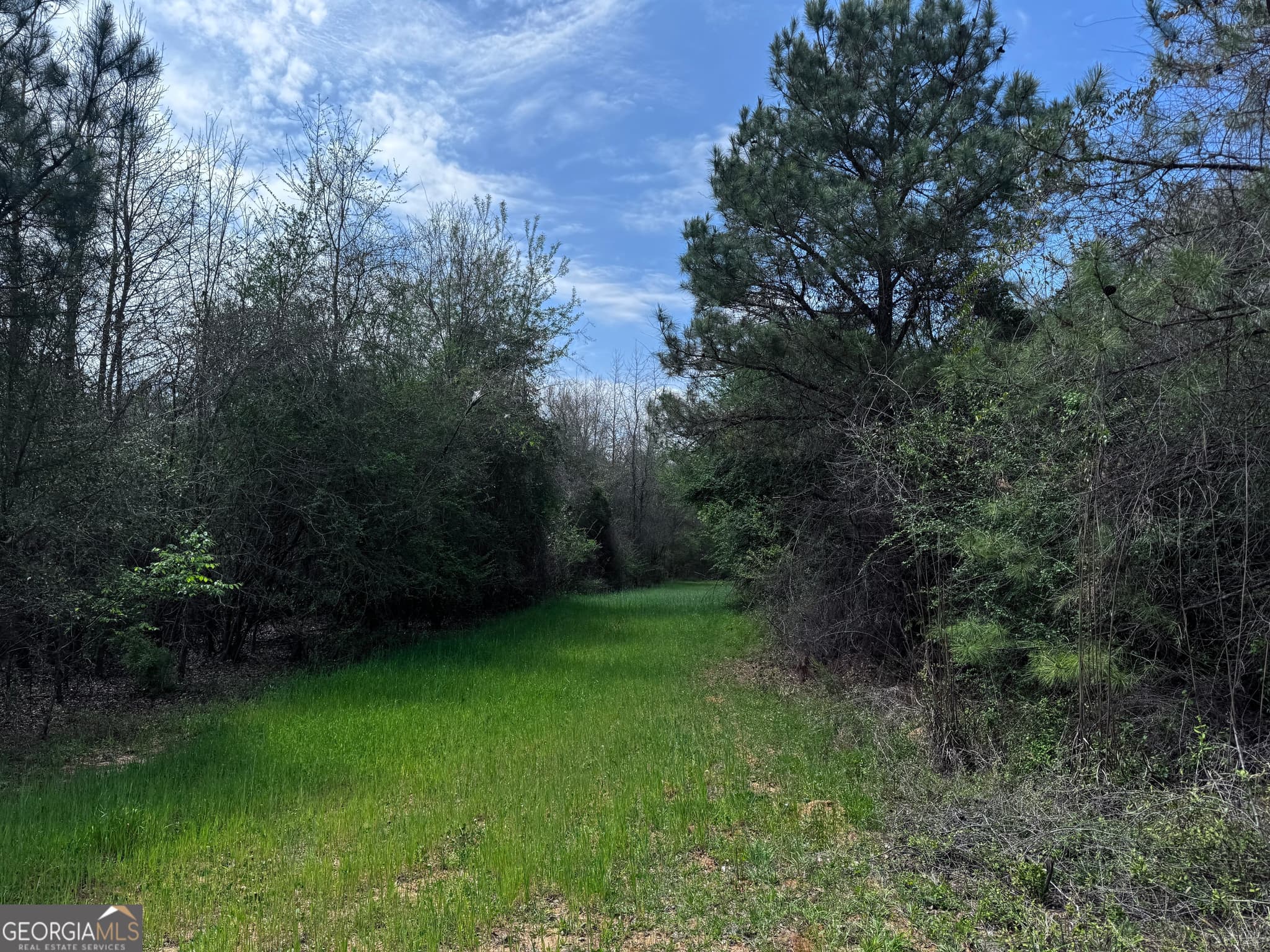 unimproved land for sale at 337+/- AC Hwy 137, Buena Vista, GA 31803 — photo 2