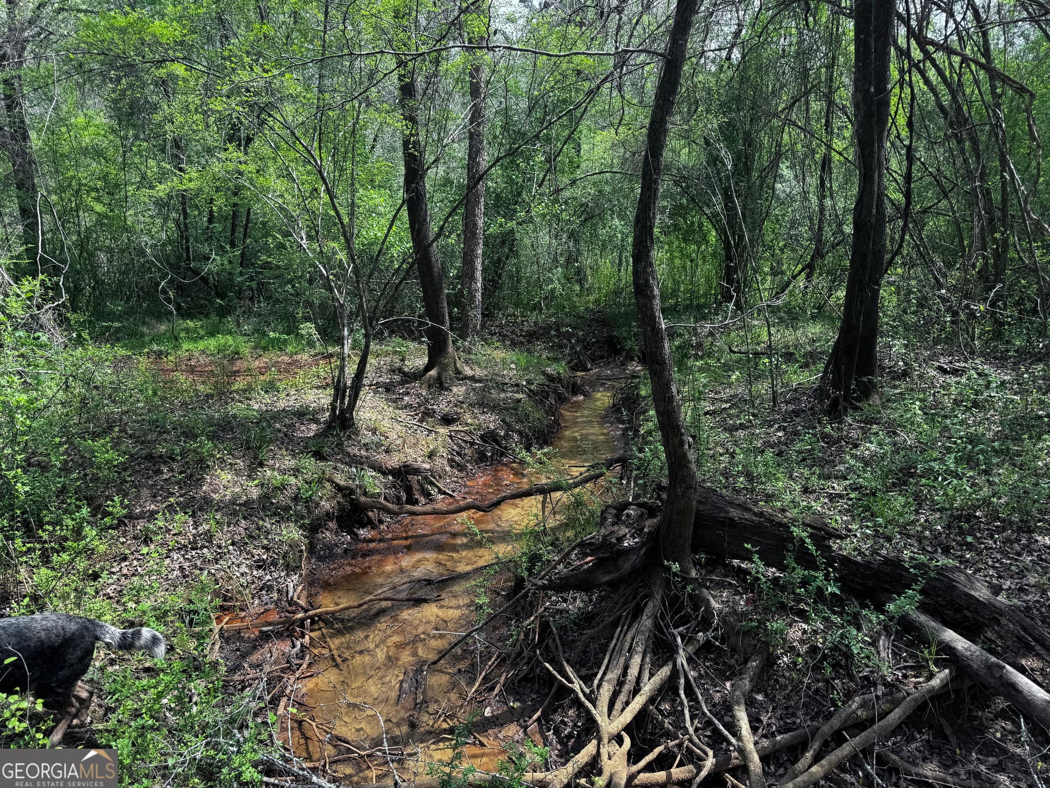 unimproved land for sale at 337+/- AC Hwy 137, Buena Vista, GA 31803 — photo 6