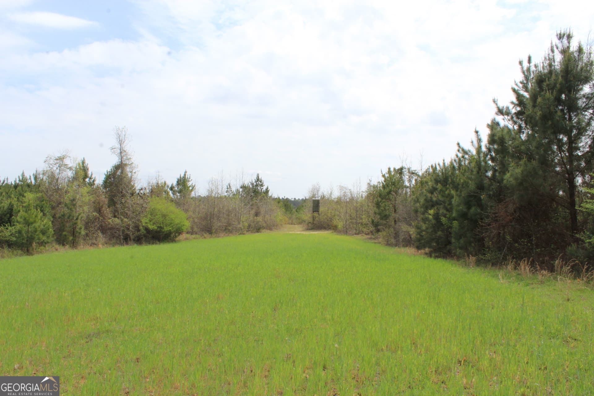 unimproved land for sale at 337+/- AC Hwy 137, Buena Vista, GA 31803 — photo 7