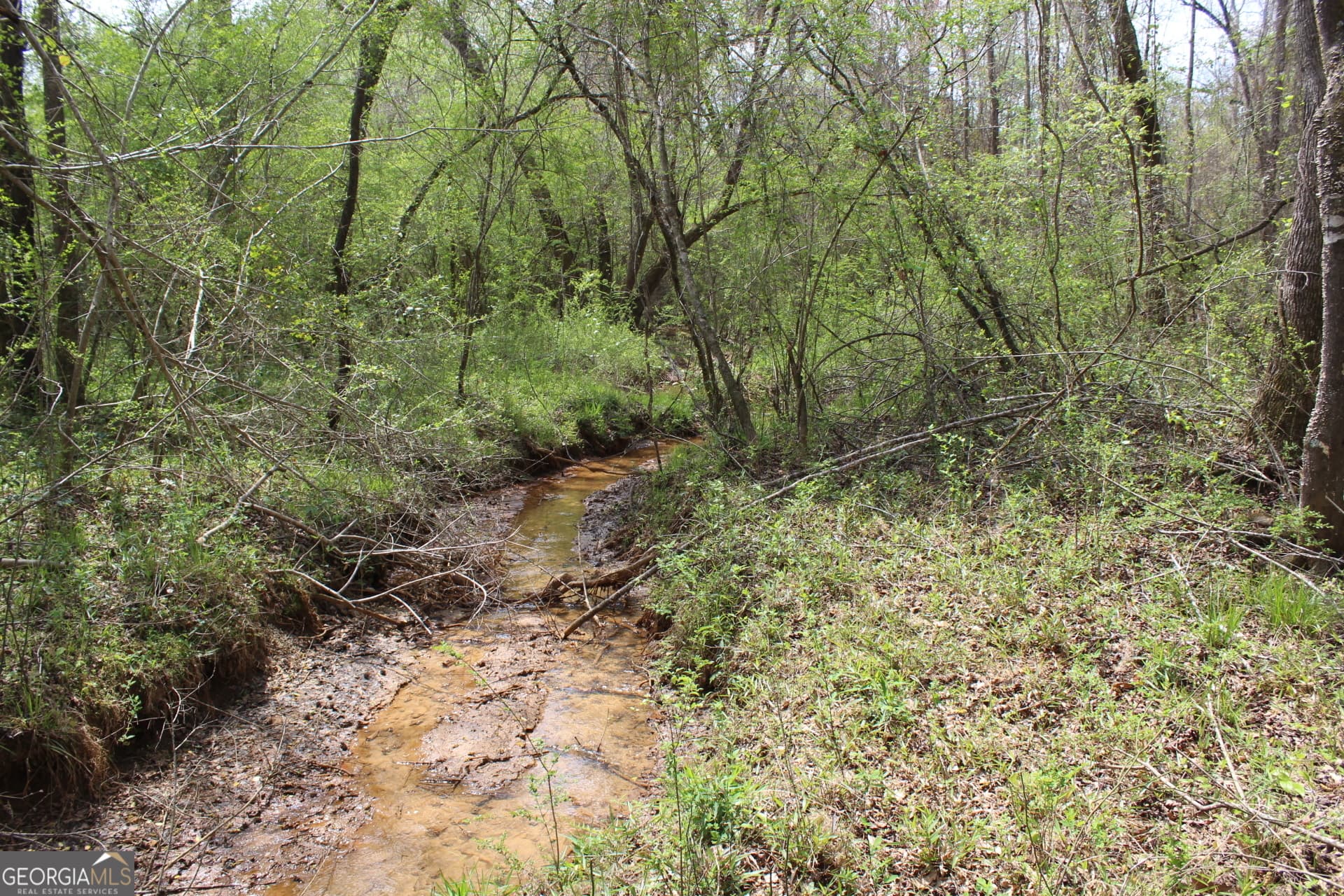 unimproved land for sale at 337+/- AC Hwy 137, Buena Vista, GA 31803 — photo 3