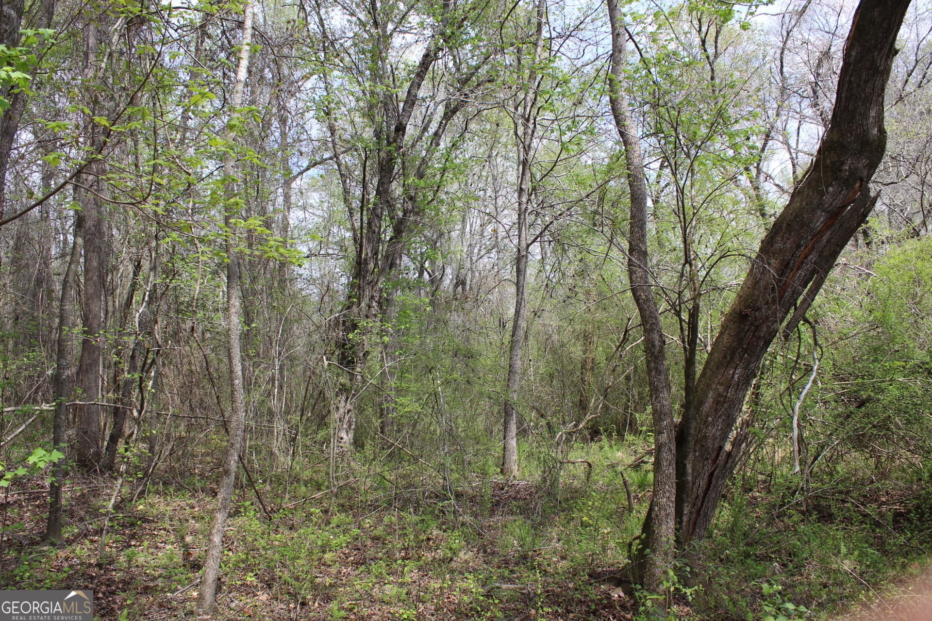 unimproved land for sale at 337+/- AC Hwy 137, Buena Vista, GA 31803 — photo 9
