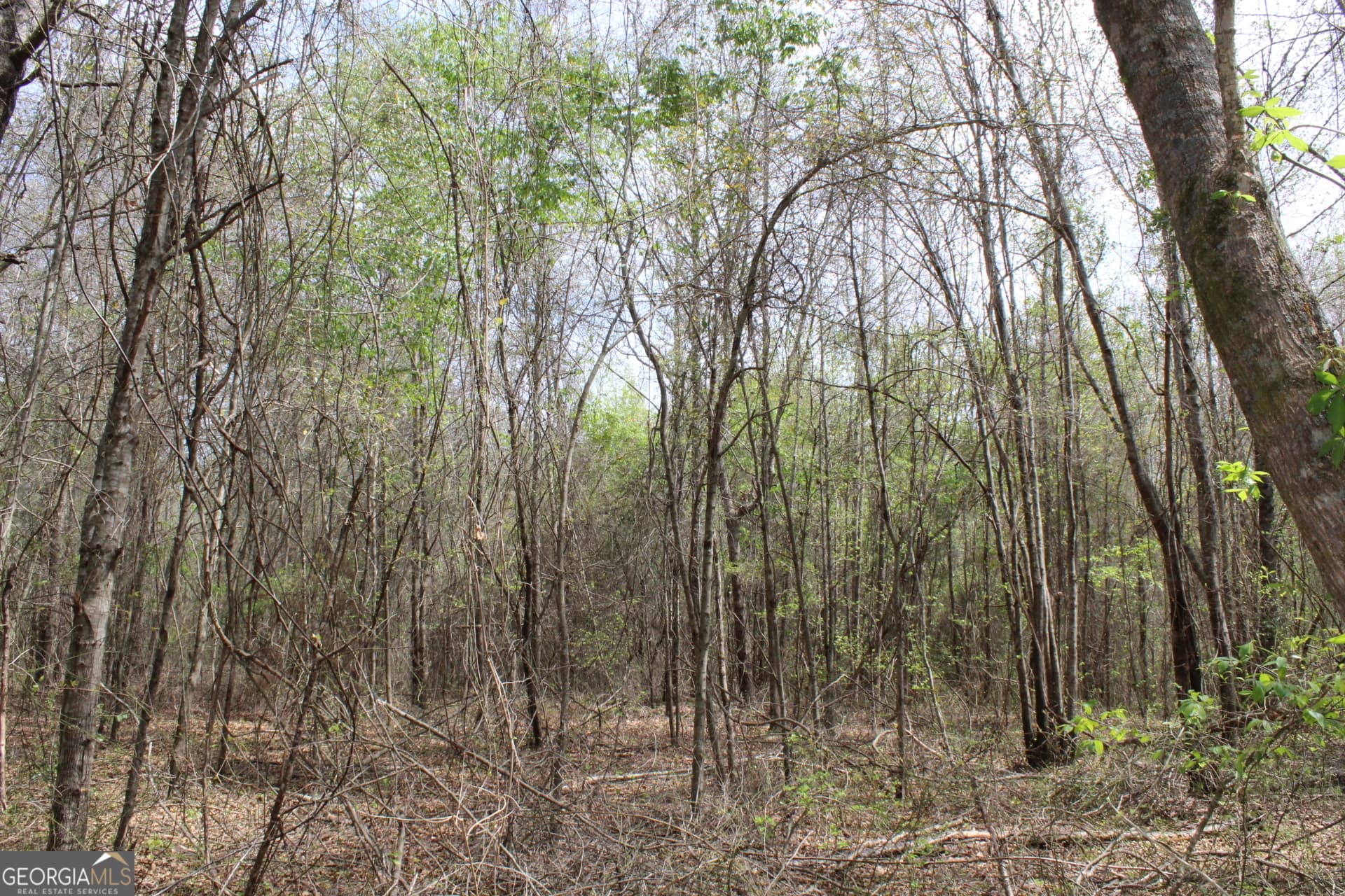 unimproved land for sale at 337+/- AC Hwy 137, Buena Vista, GA 31803 — photo 10