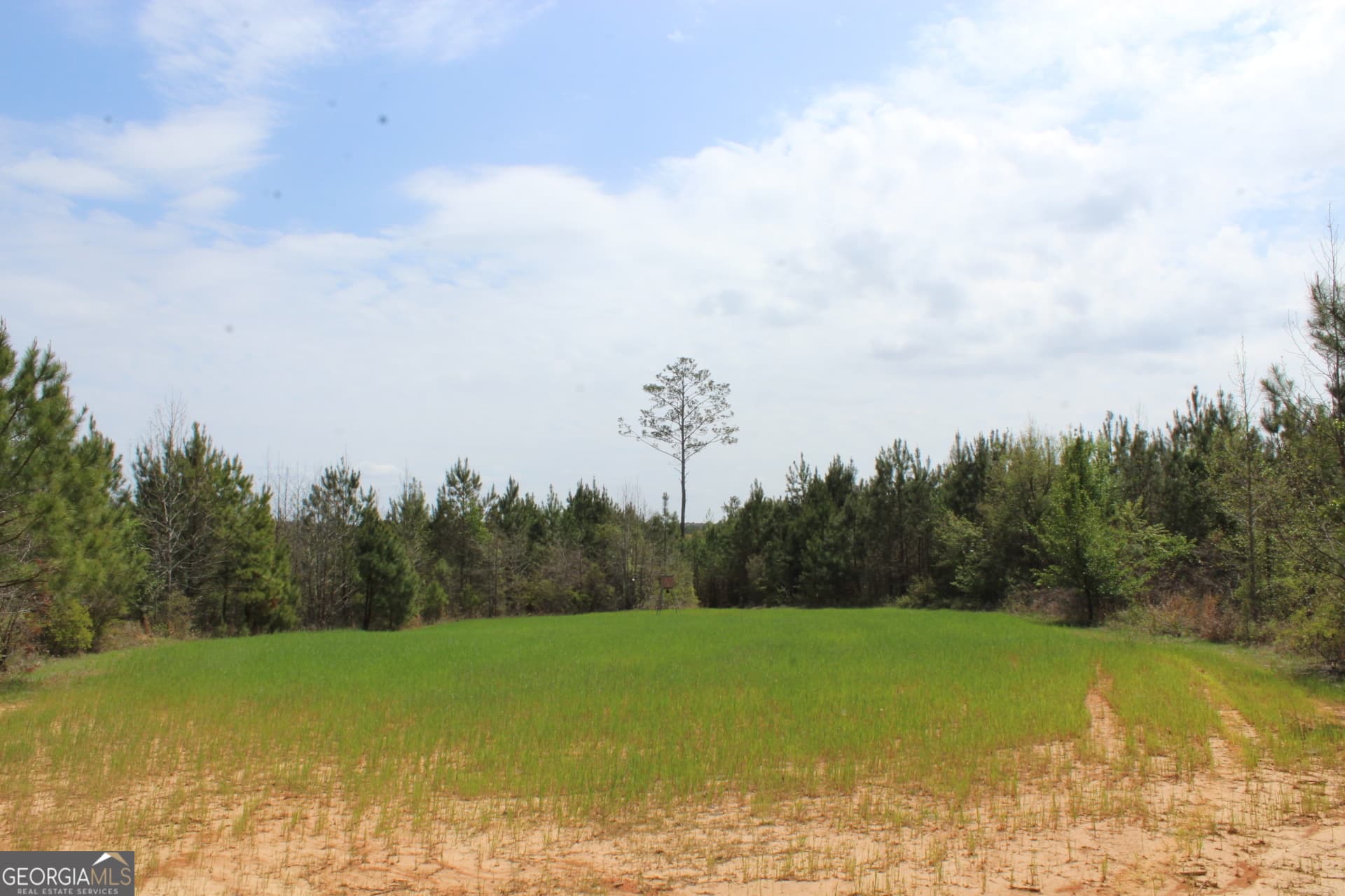 unimproved land for sale at 337+/- AC Hwy 137, Buena Vista, GA 31803 — photo 4