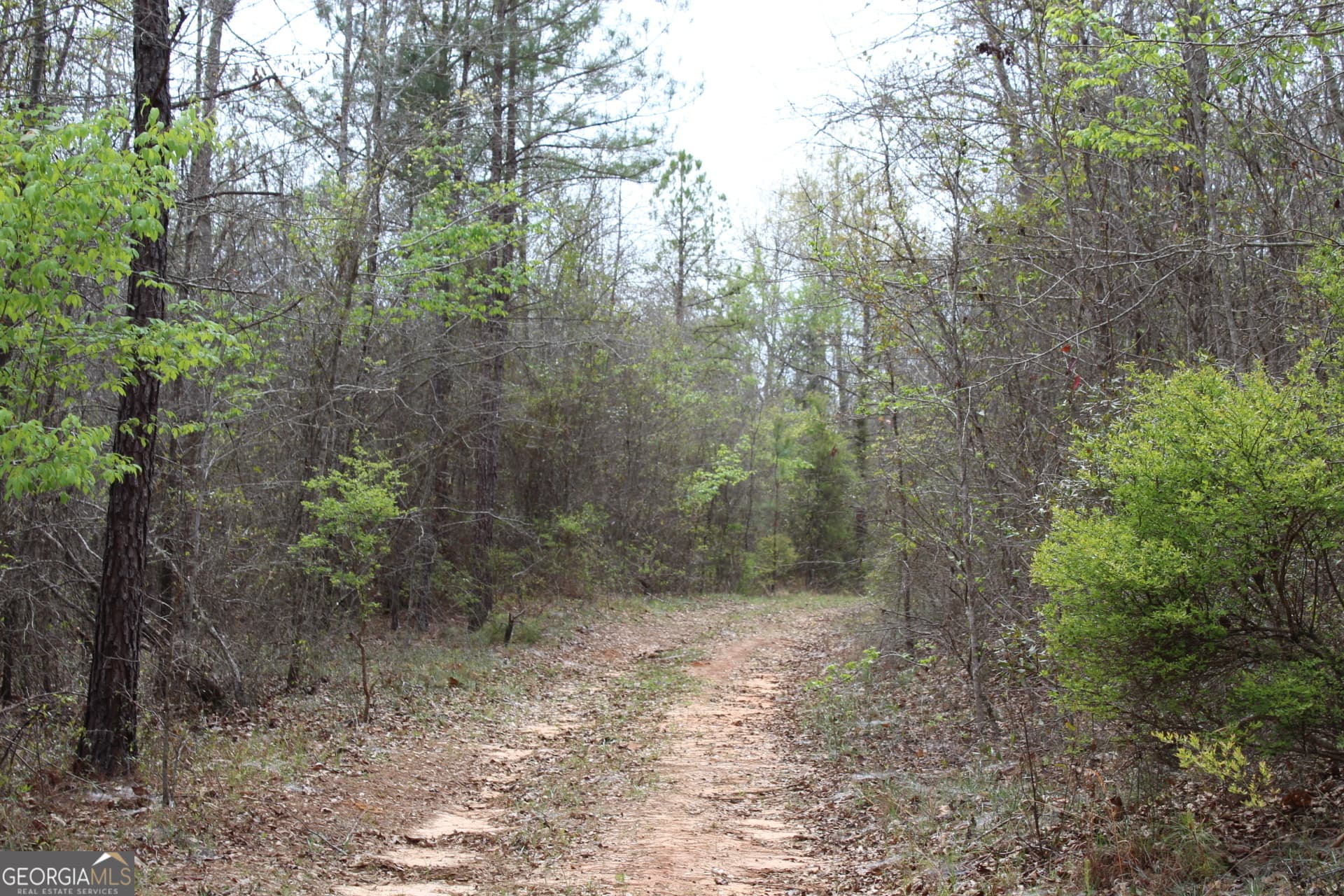 unimproved land for sale at 337+/- AC Hwy 137, Buena Vista, GA 31803 — photo 8