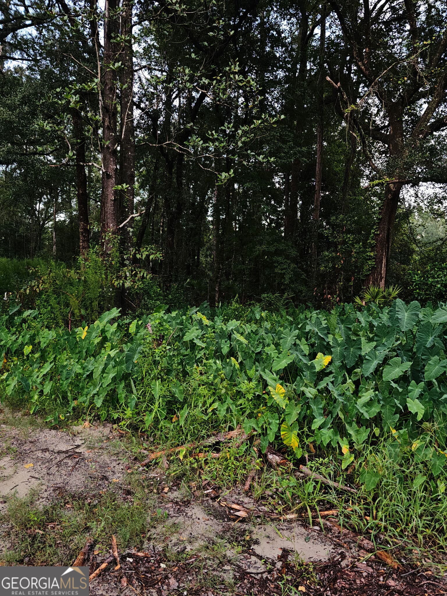 residential lot for sale at 373 Carl Burney Road, Hortense, GA 31543 — photo 2