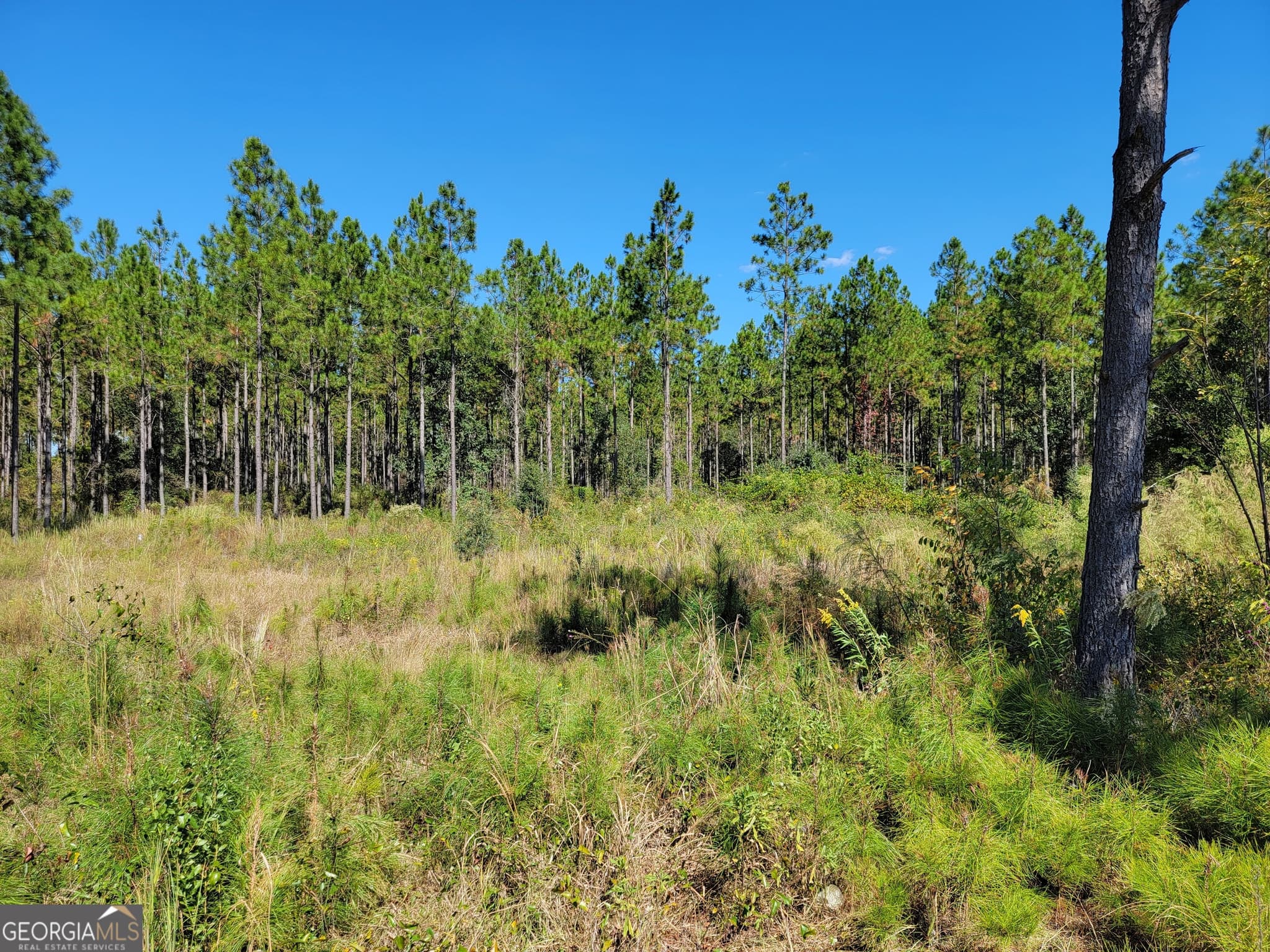 agriculture sold at 0 Tuton Road, Baconton, GA 31716
