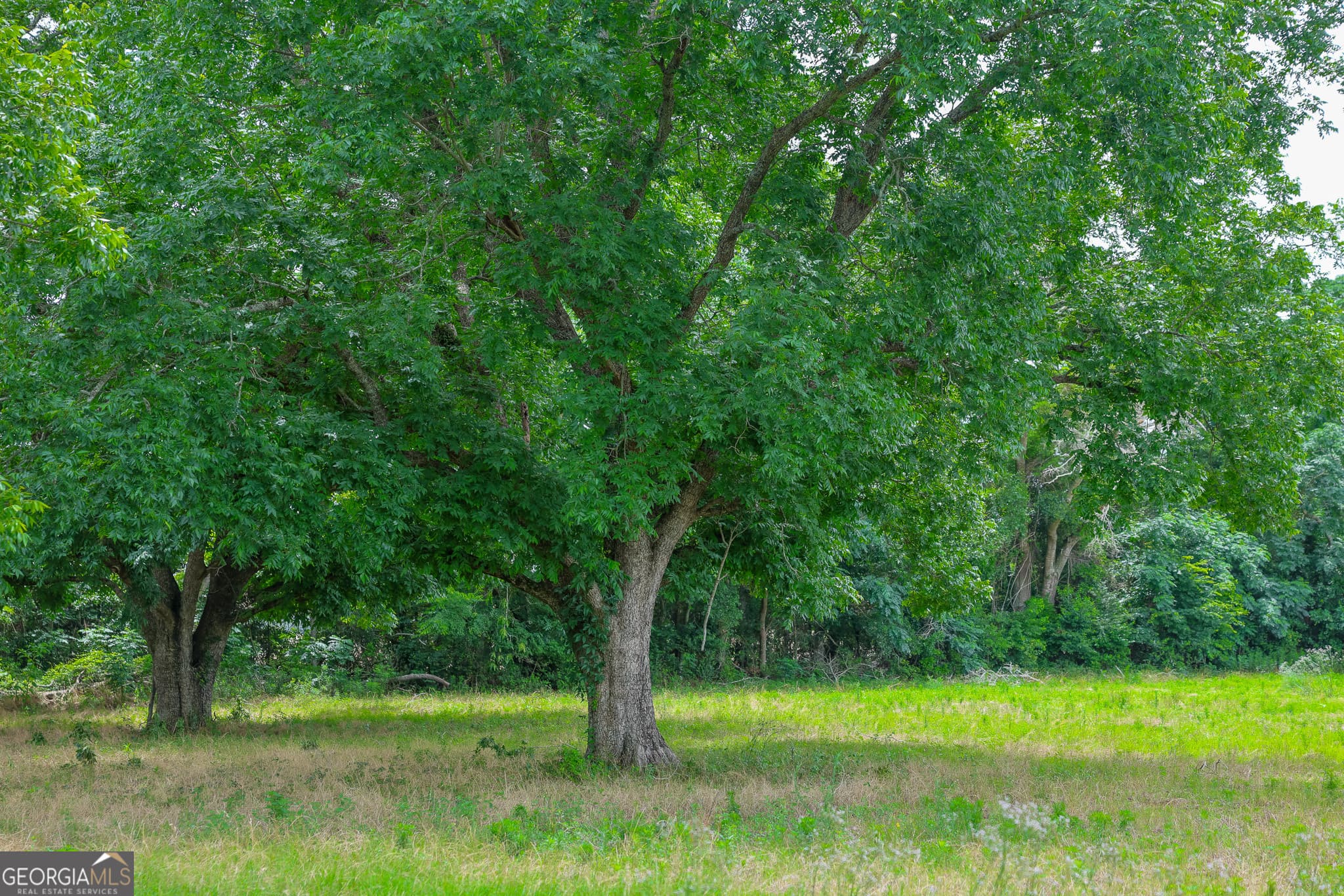 unimproved land for sale at 1 Haynes Road, Edison, GA 39846 — photo 7