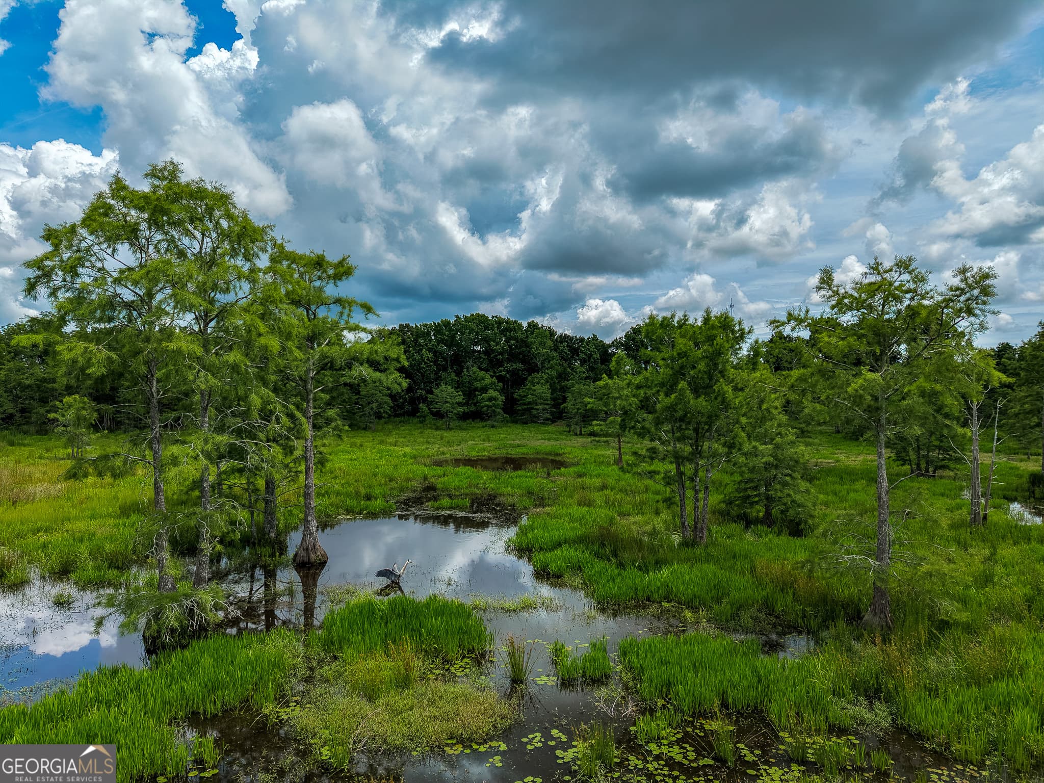unimproved land for sale at 1 Haynes Road, Edison, GA 39846 — photo 3
