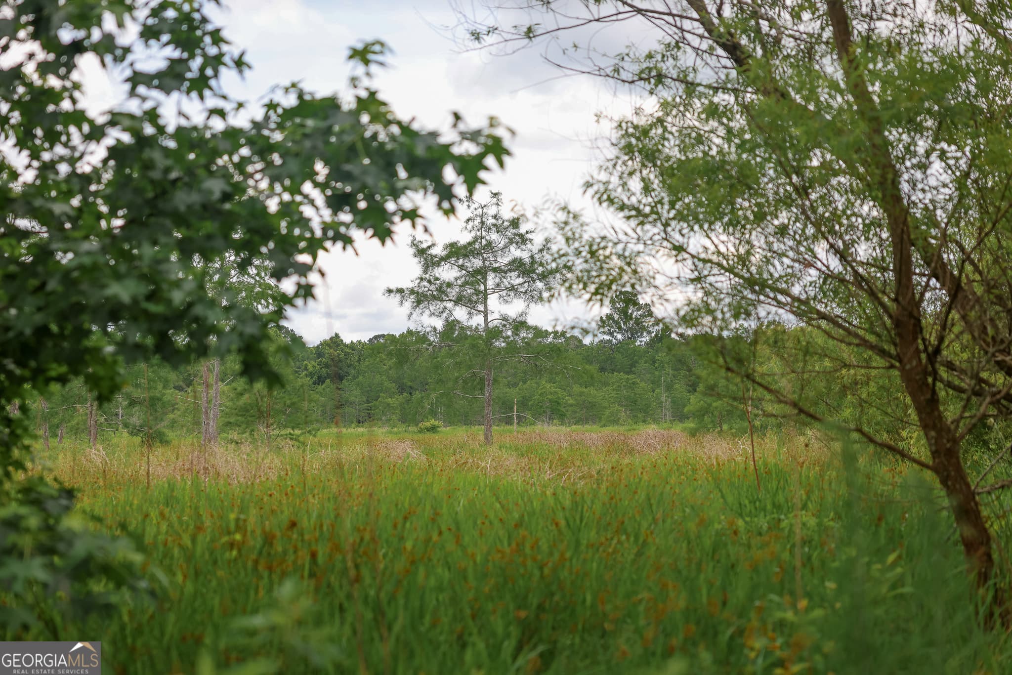 unimproved land for sale at 1 Haynes Road, Edison, GA 39846 — photo 5