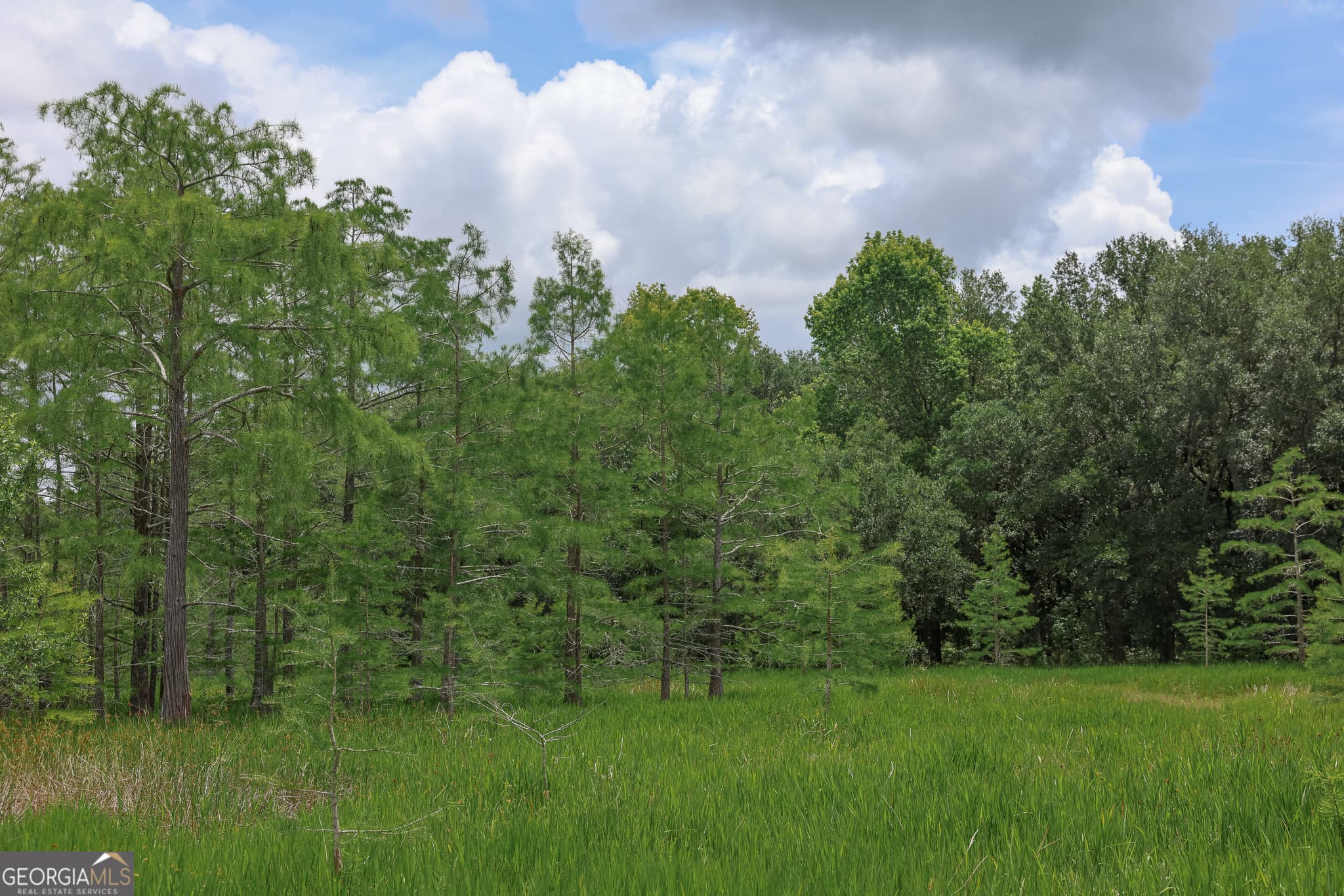 unimproved land for sale at 1 Haynes Road, Edison, GA 39846 — photo 9