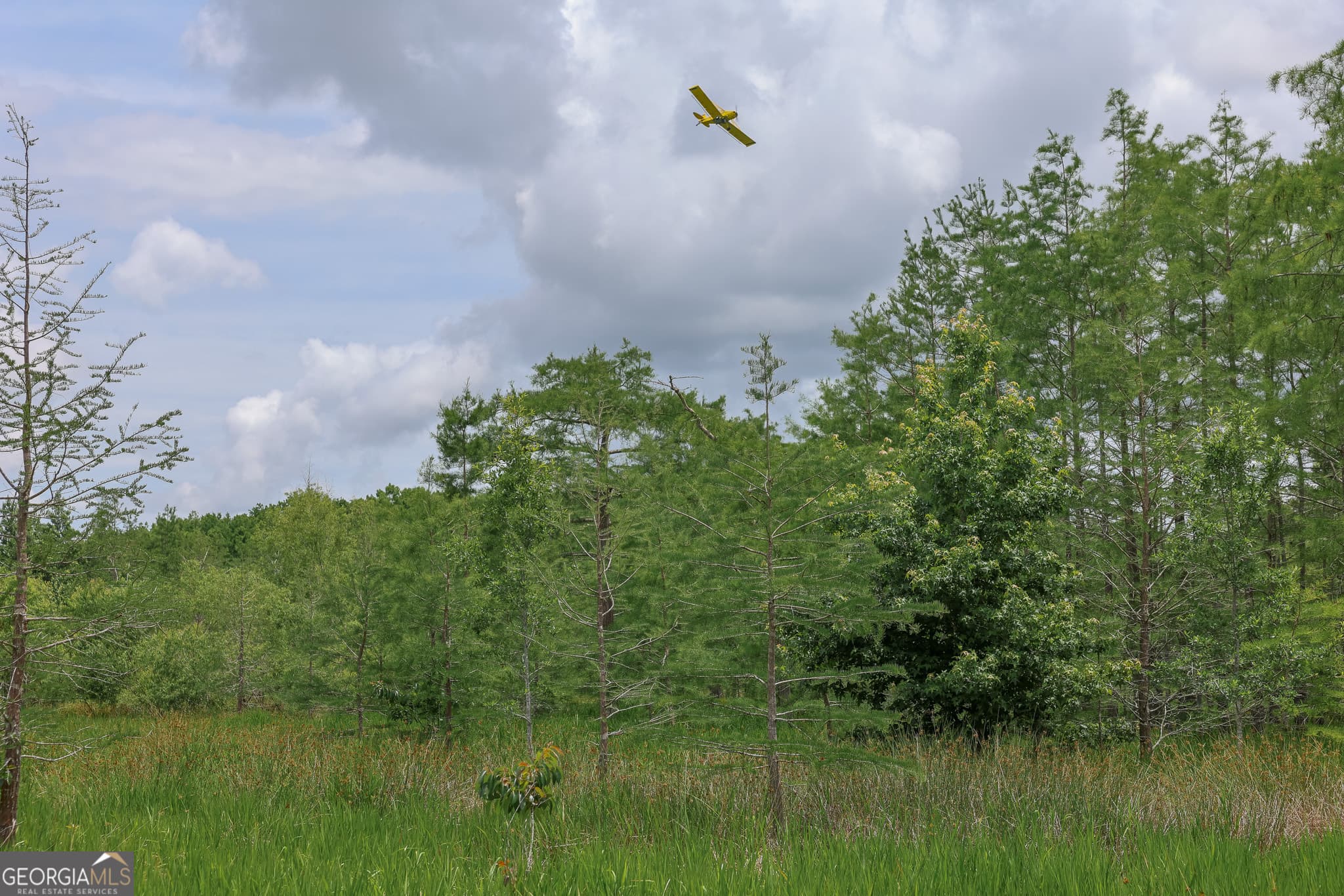 unimproved land for sale at 1 Haynes Road, Edison, GA 39846 — photo 10