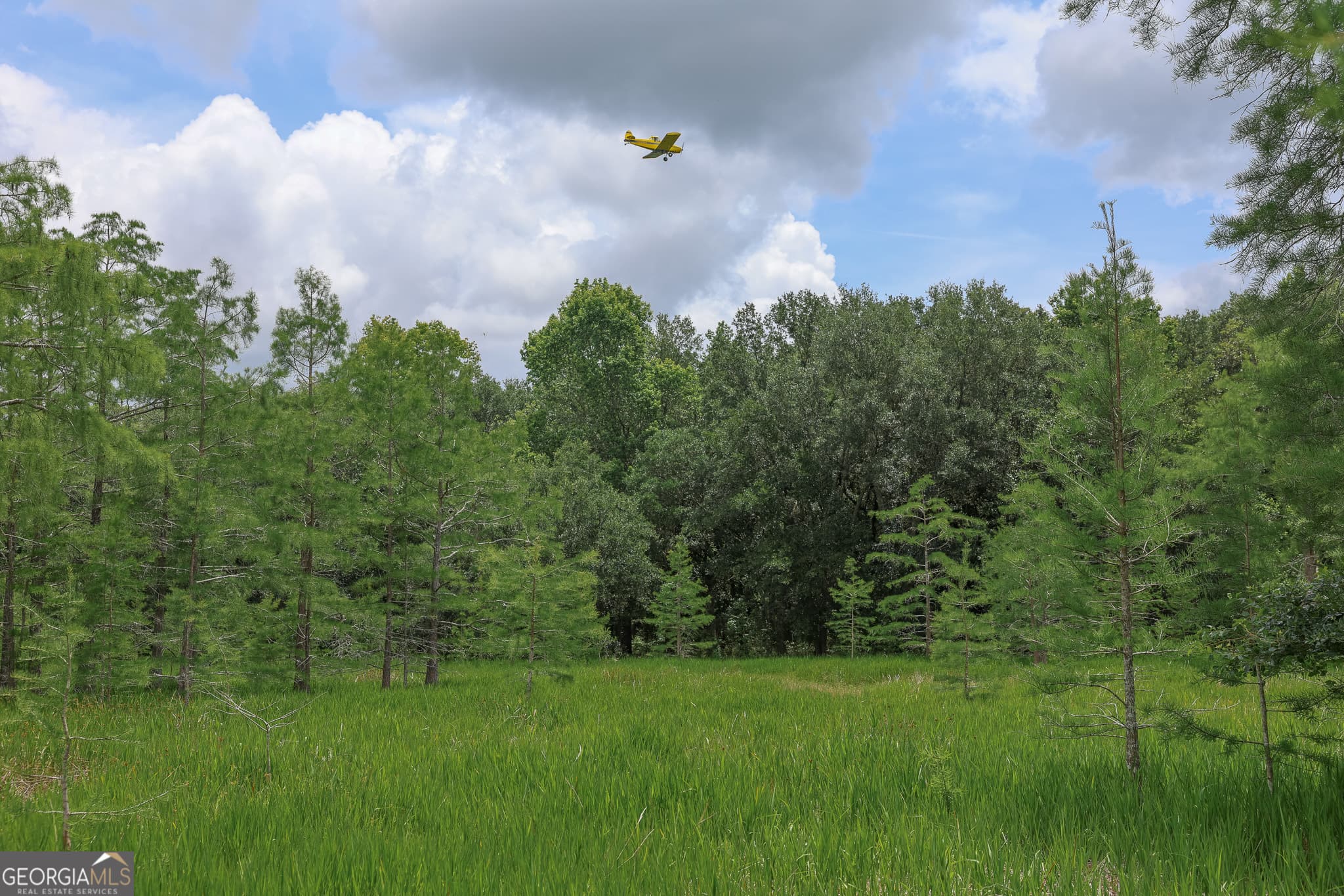 unimproved land for sale at 1 Haynes Road, Edison, GA 39846 — photo 4