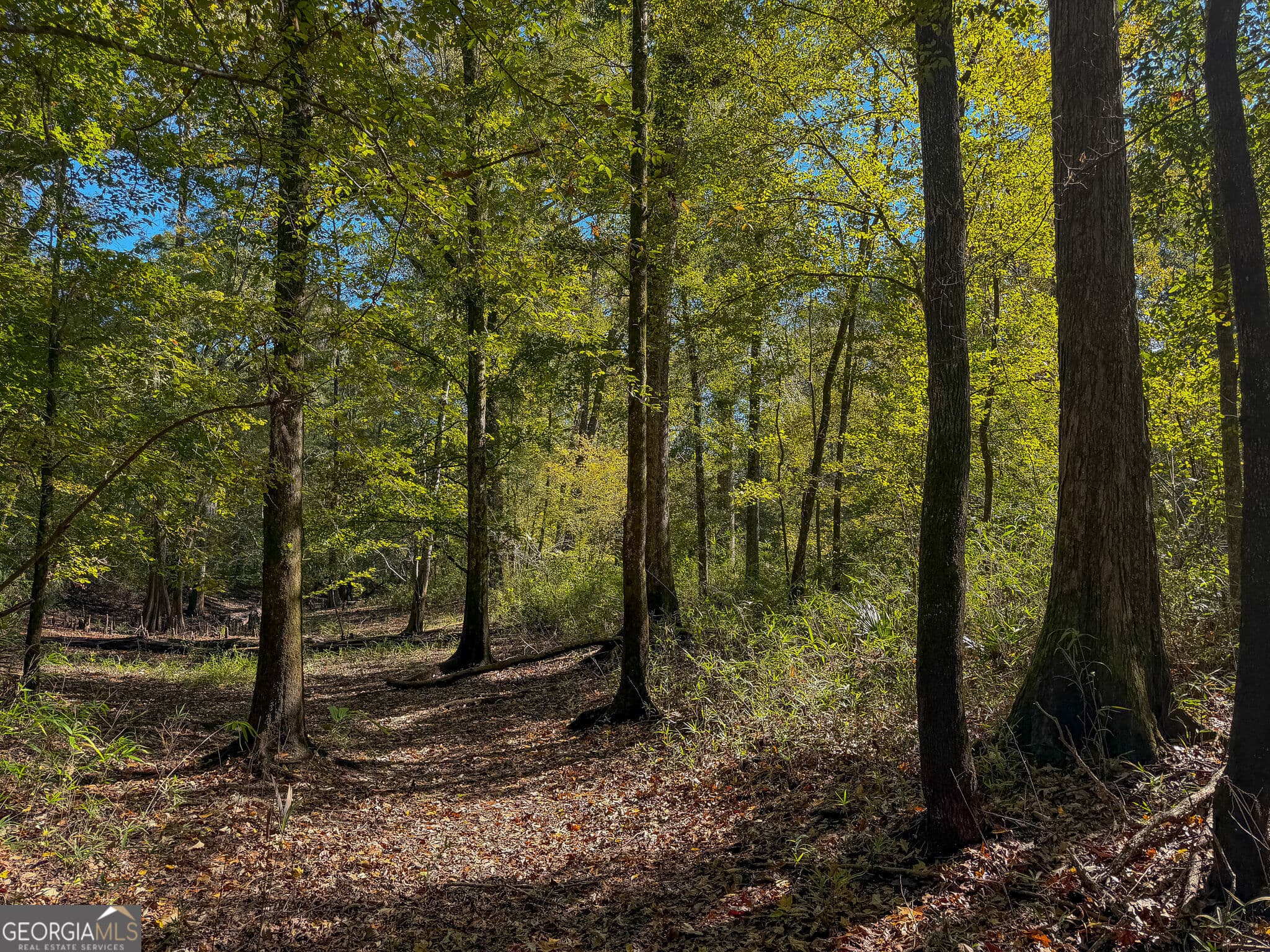 agriculture for sale at 2381 Ga Highway 171, Louisville, GA 30434 — photo 6
