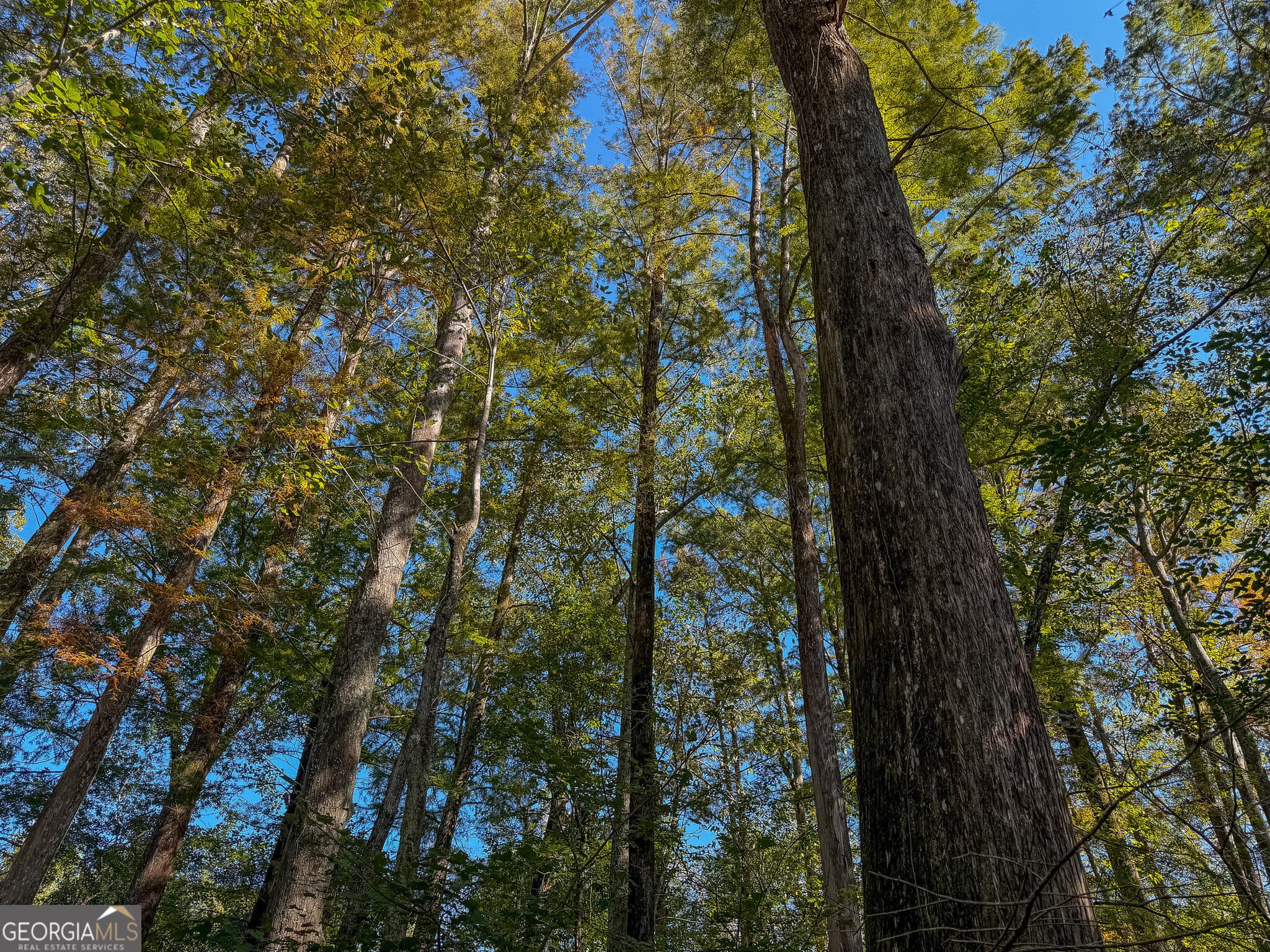 agriculture for sale at 2381 Ga Highway 171, Louisville, GA 30434 — photo 3