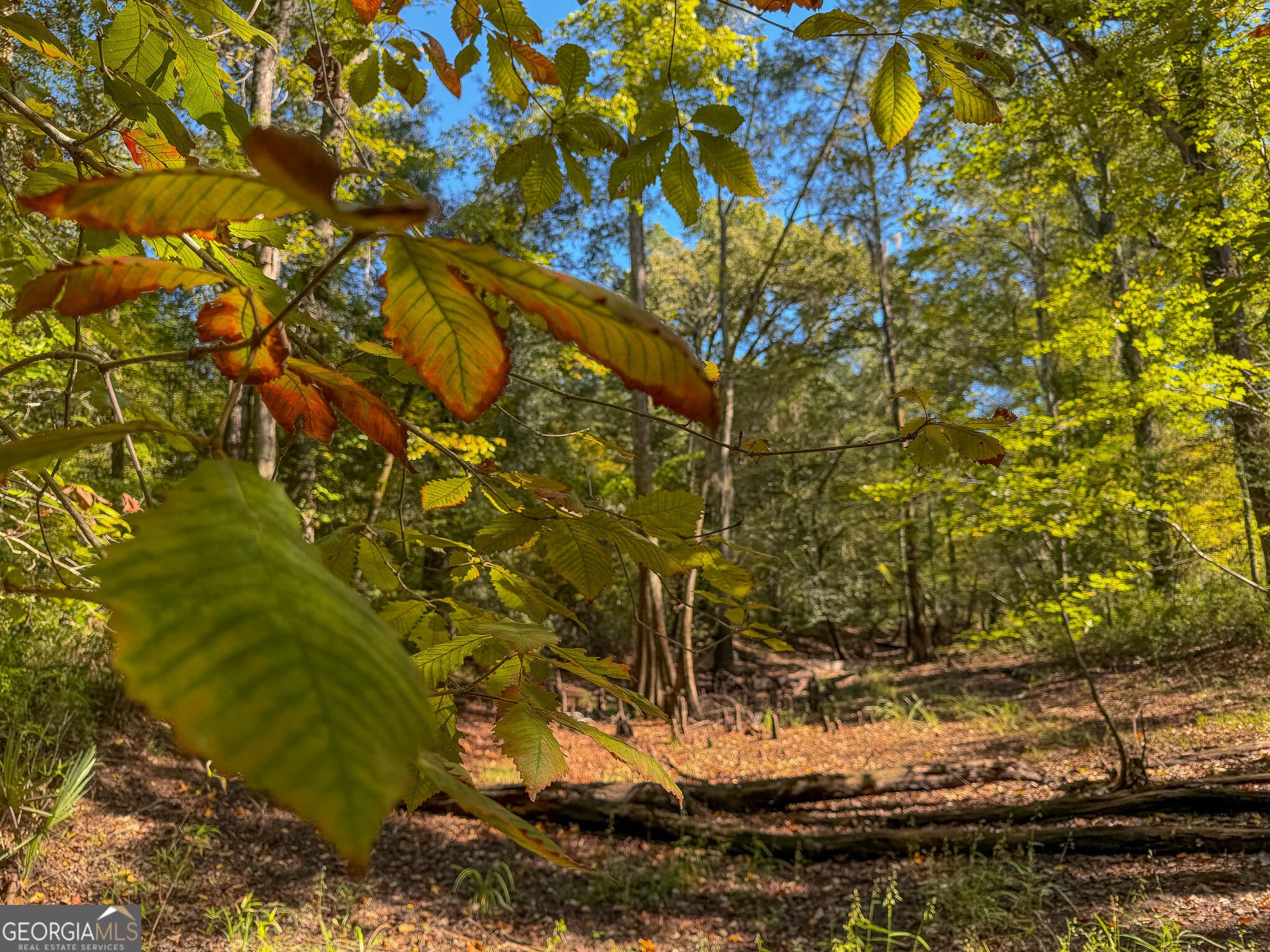 agriculture for sale at 2381 Ga Highway 171, Louisville, GA 30434 — photo 5
