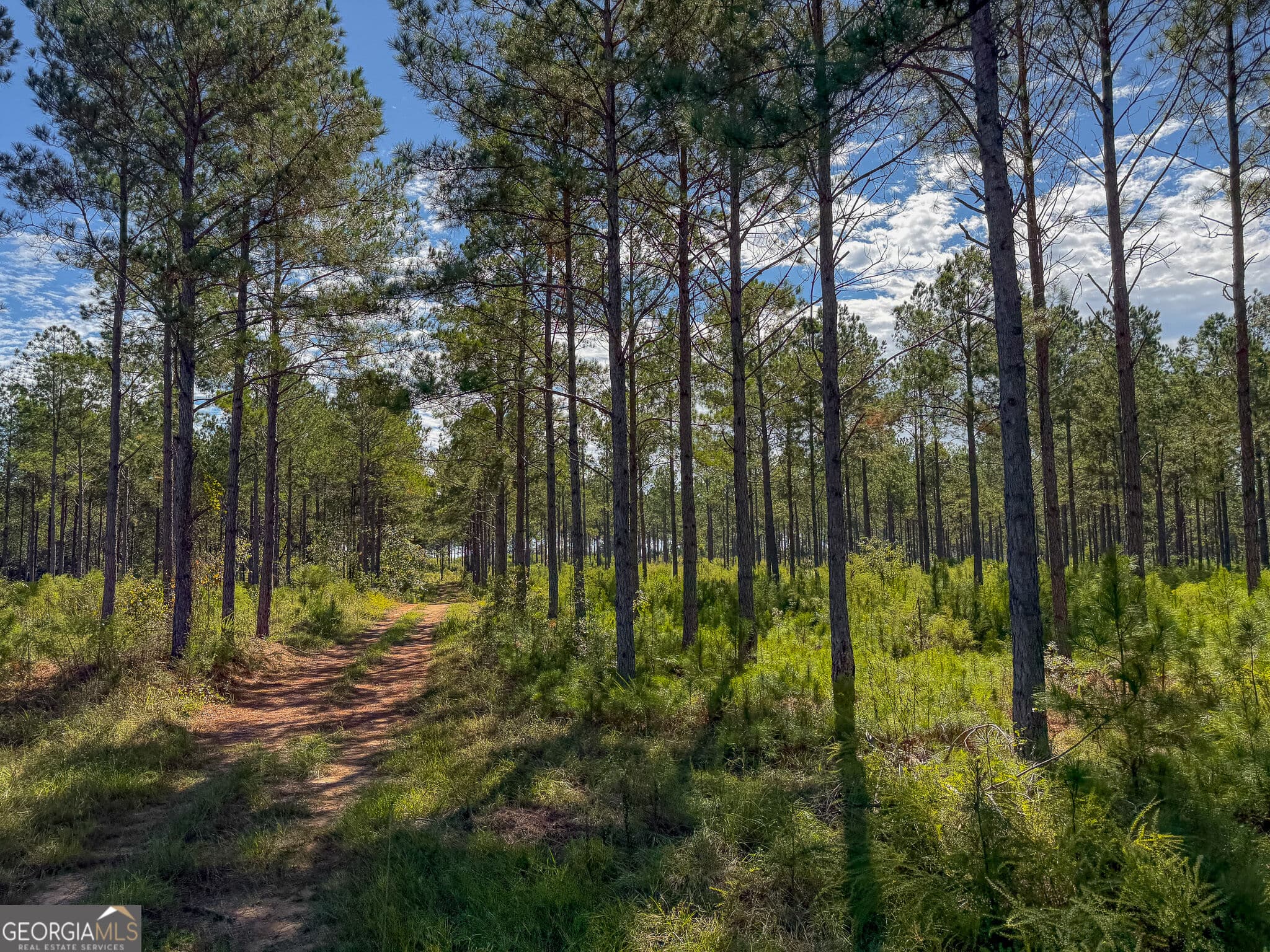 agriculture for sale at 2381 Ga Highway 171, Louisville, GA 30434 — photo 4