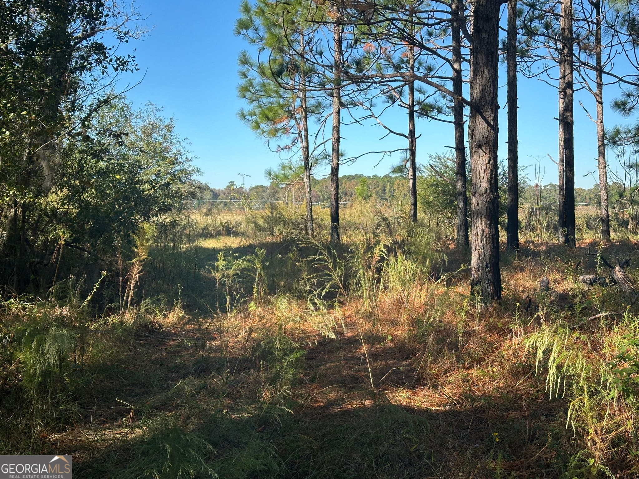 unimproved land for sale at 0 Buck Creek Road, Sylvania, GA 30467 — photo 6