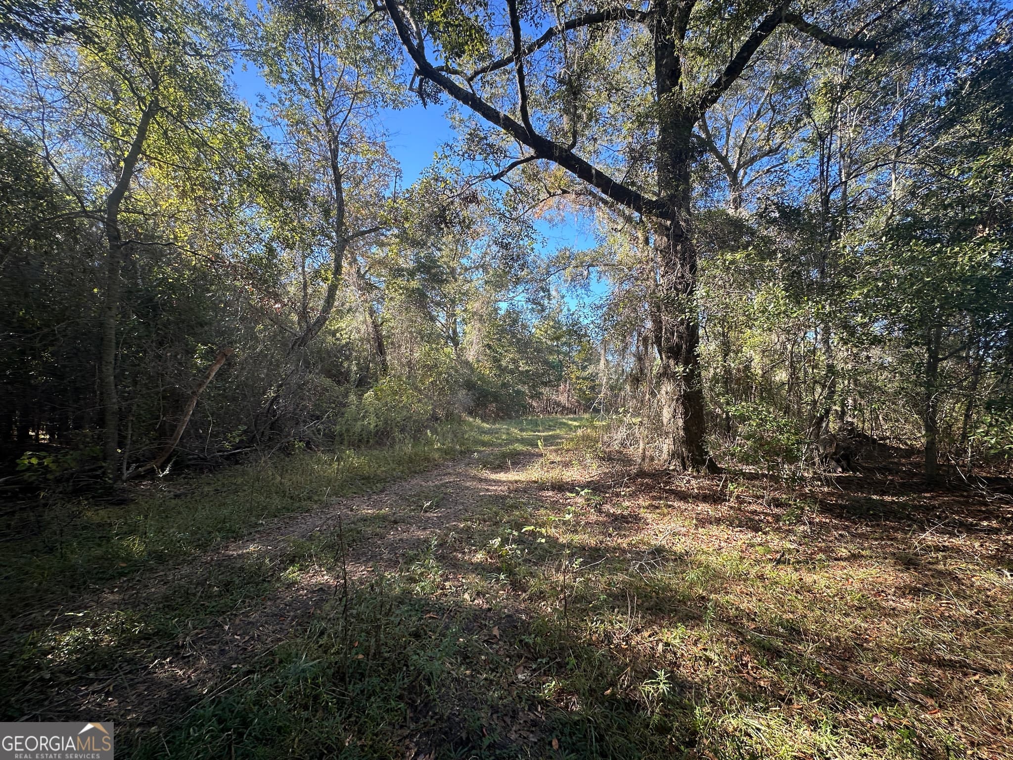 unimproved land for sale at 0 Buck Creek Road, Sylvania, GA 30467 — photo 3