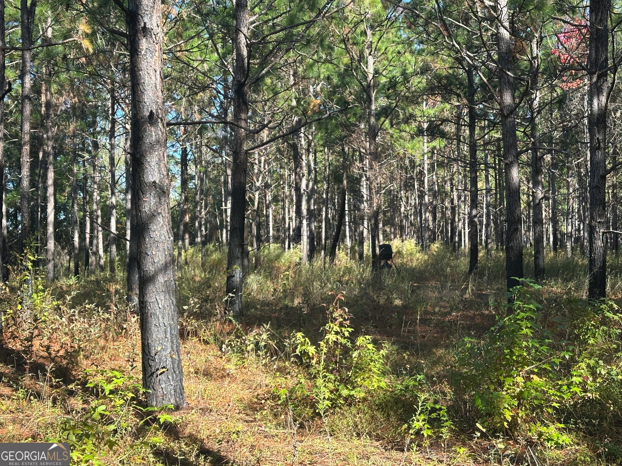 unimproved land for sale at 0 Buck Creek Road, Sylvania, GA 30467 — photo 5