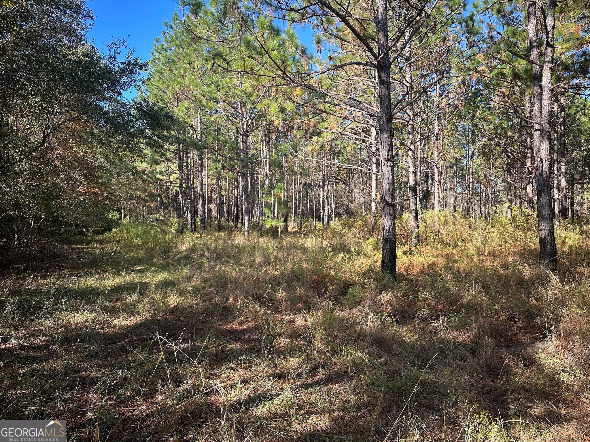 unimproved land for sale at 0 Buck Creek Road, Sylvania, GA 30467 — photo 9