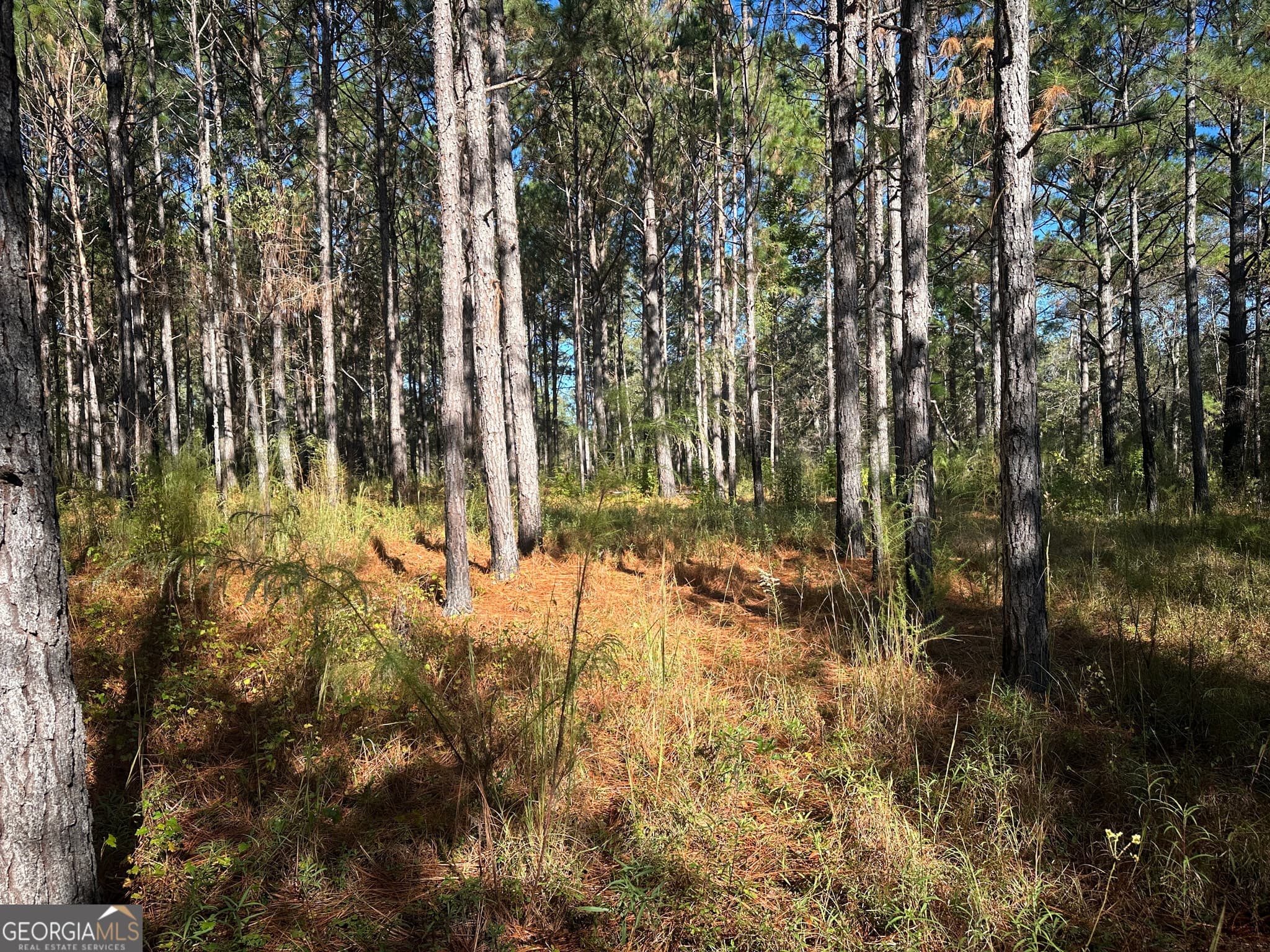 unimproved land for sale at 0 Buck Creek Road, Sylvania, GA 30467 — photo 10